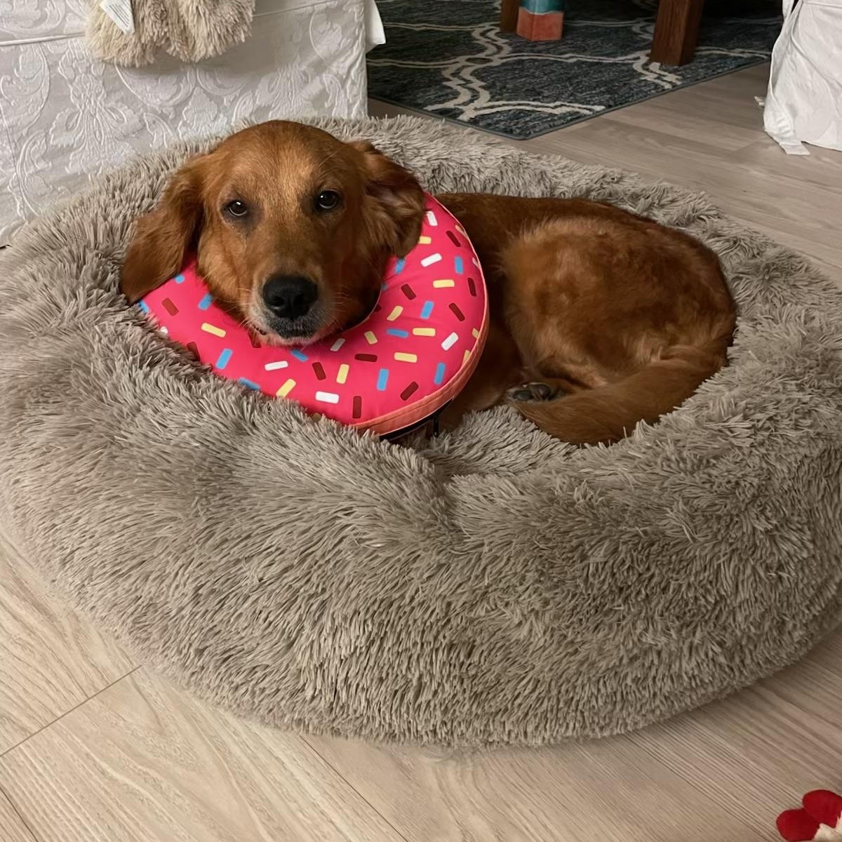 Blossom, a ADOPTABLE Golden Retriever in Los Angeles, CA image 1/4