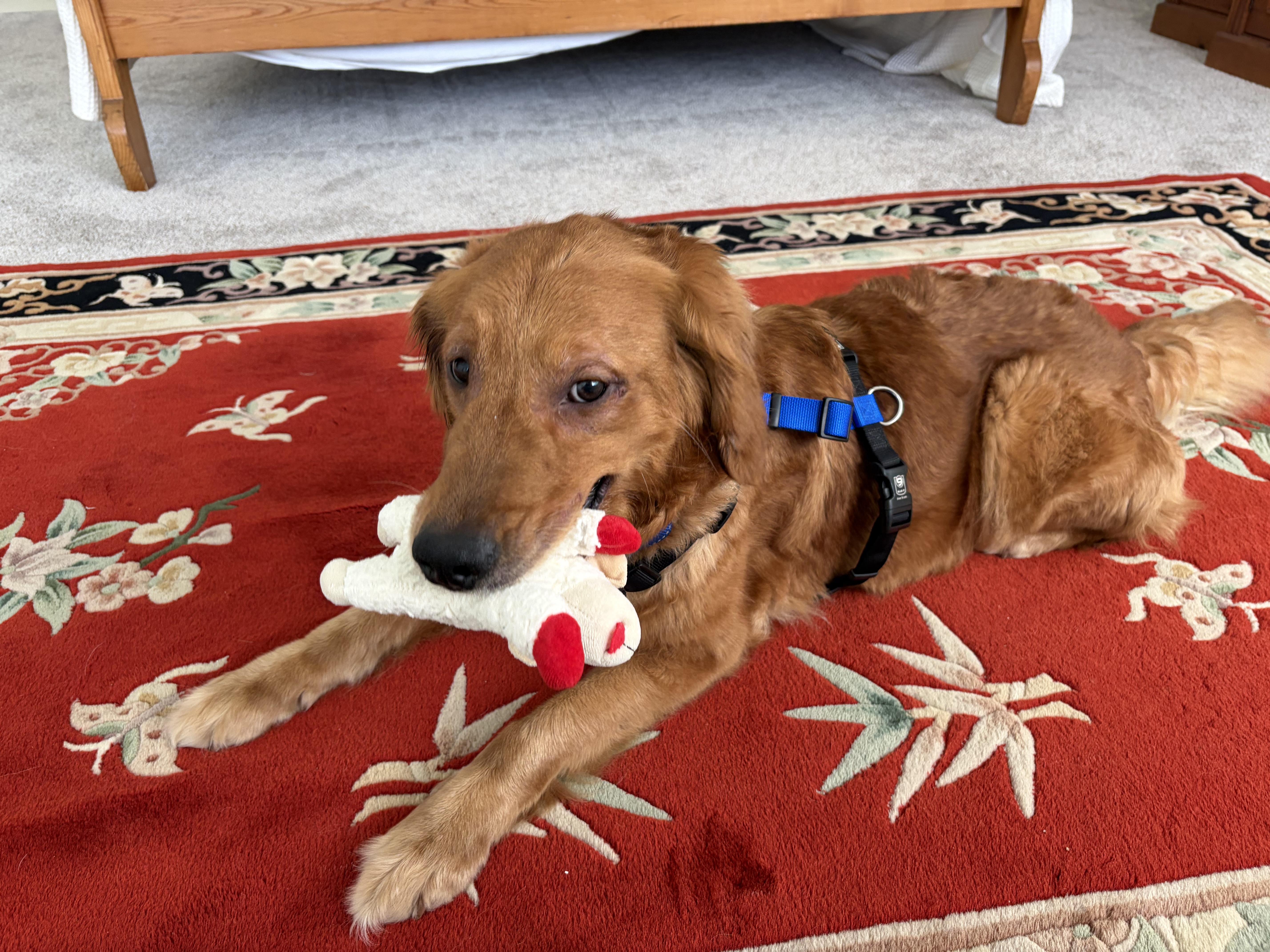 Blossom, a ADOPTABLE Golden Retriever in Los Angeles, CA image 2/4