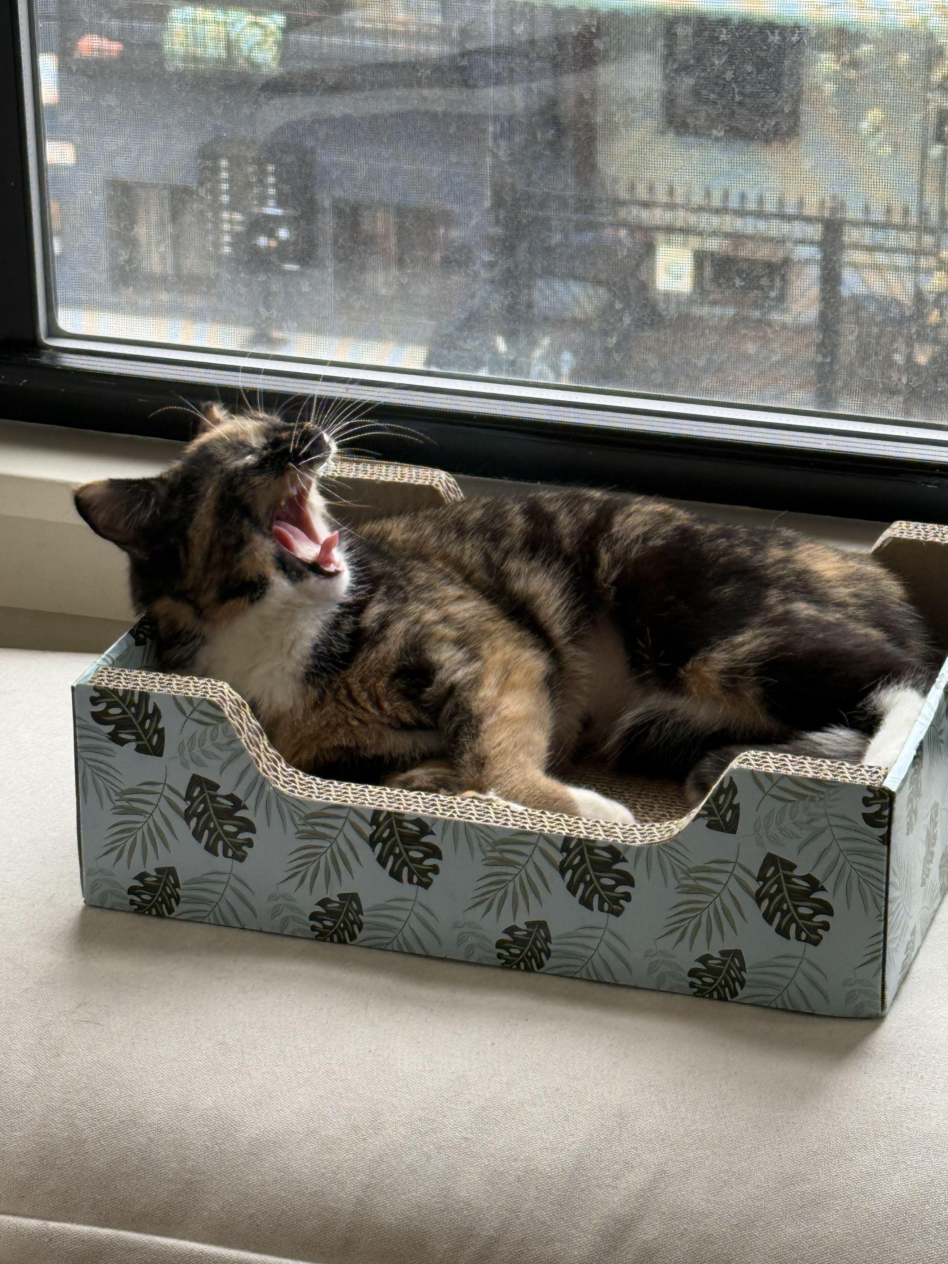 Enlarge Pica, a ADOPTABLE American Shorthair in Brooklyn, NY image 6/6