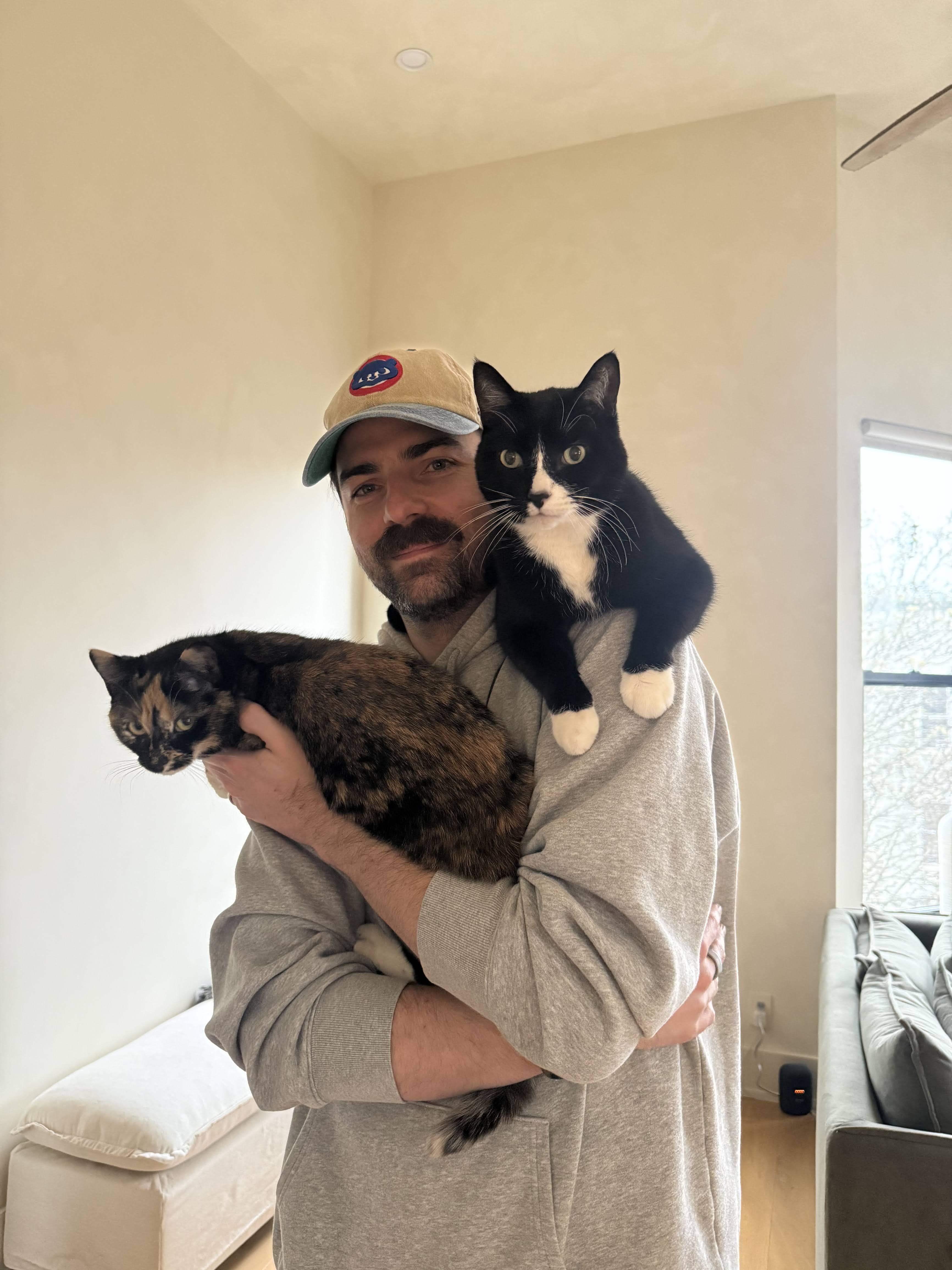 Enlarge Pica, a ADOPTABLE American Shorthair in Brooklyn, NY image 4/6