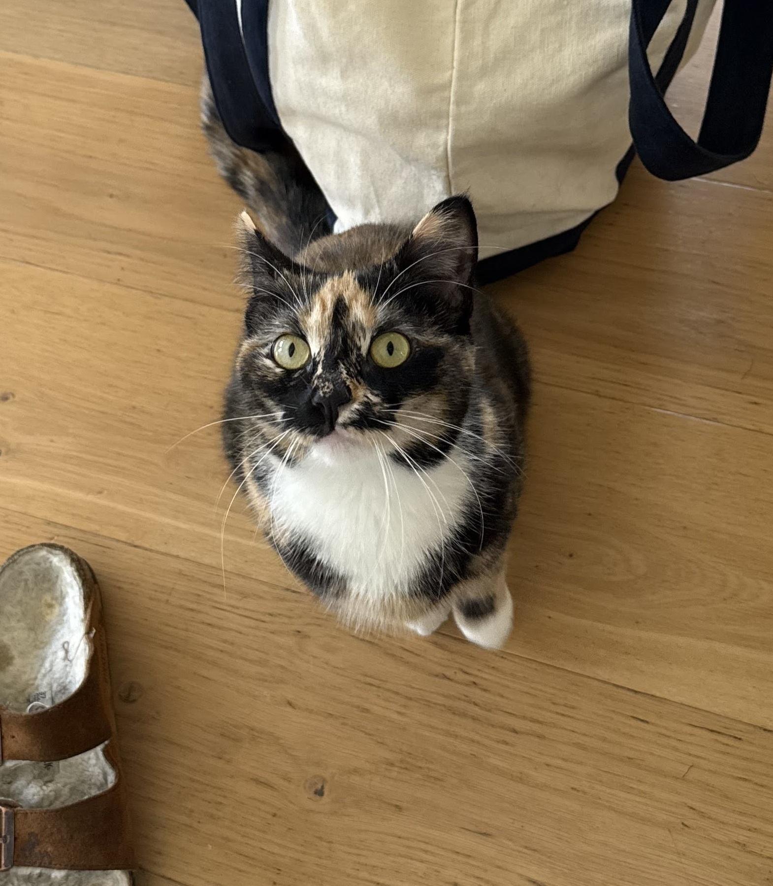 Pica, ADOPTABLE, Young Female American Shorthair.