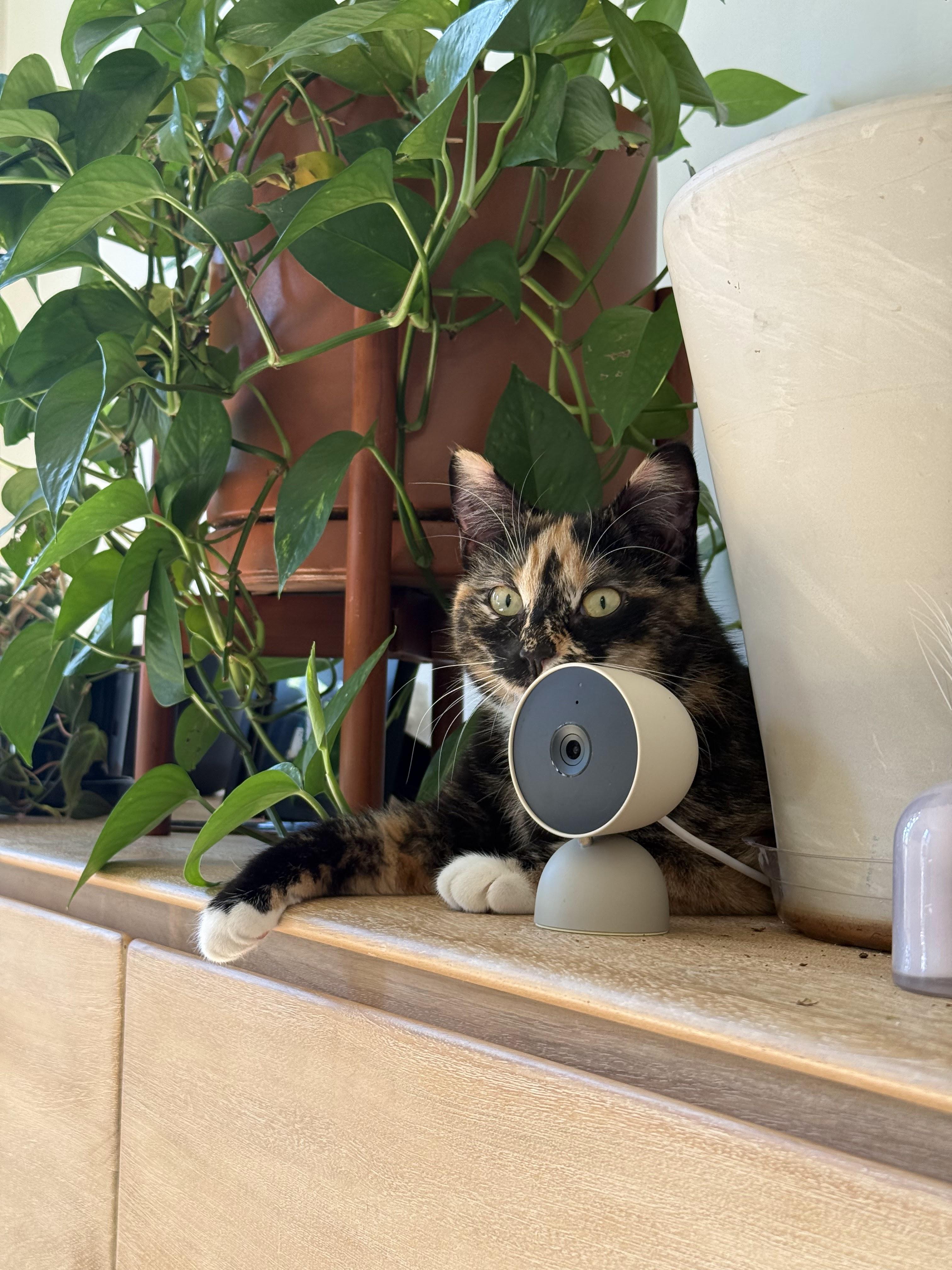 Enlarge Pica, a ADOPTABLE American Shorthair in Brooklyn, NY image 3/6