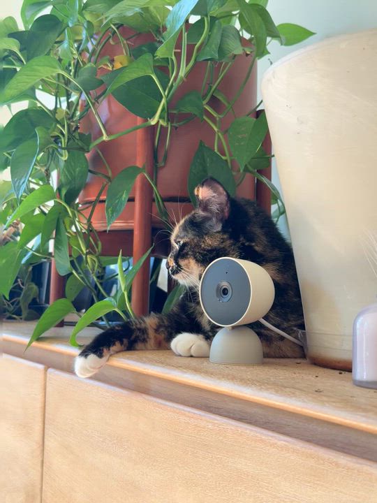 Enlarge Pica, a ADOPTABLE American Shorthair in Brooklyn, NY video 5/6