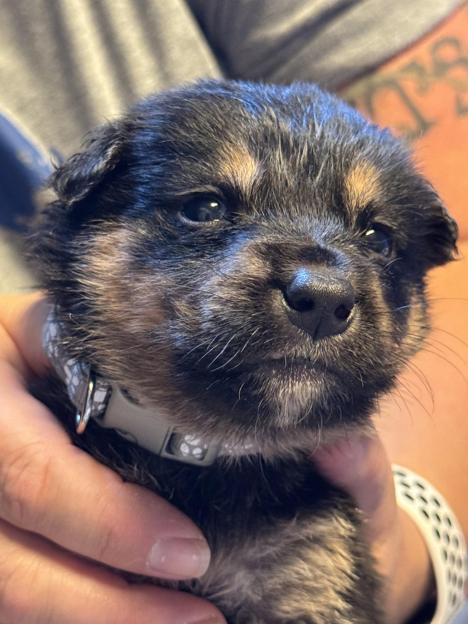 Edward, Adoptable, Puppy Male Shepherd.