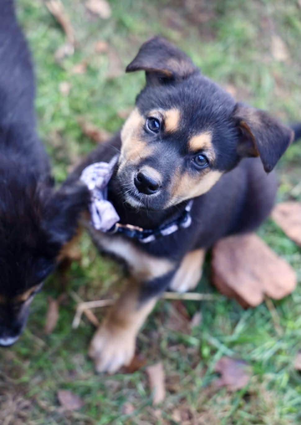 Enlarge Edward, a Adoptable Shepherd in Duluth, MN image 2/3