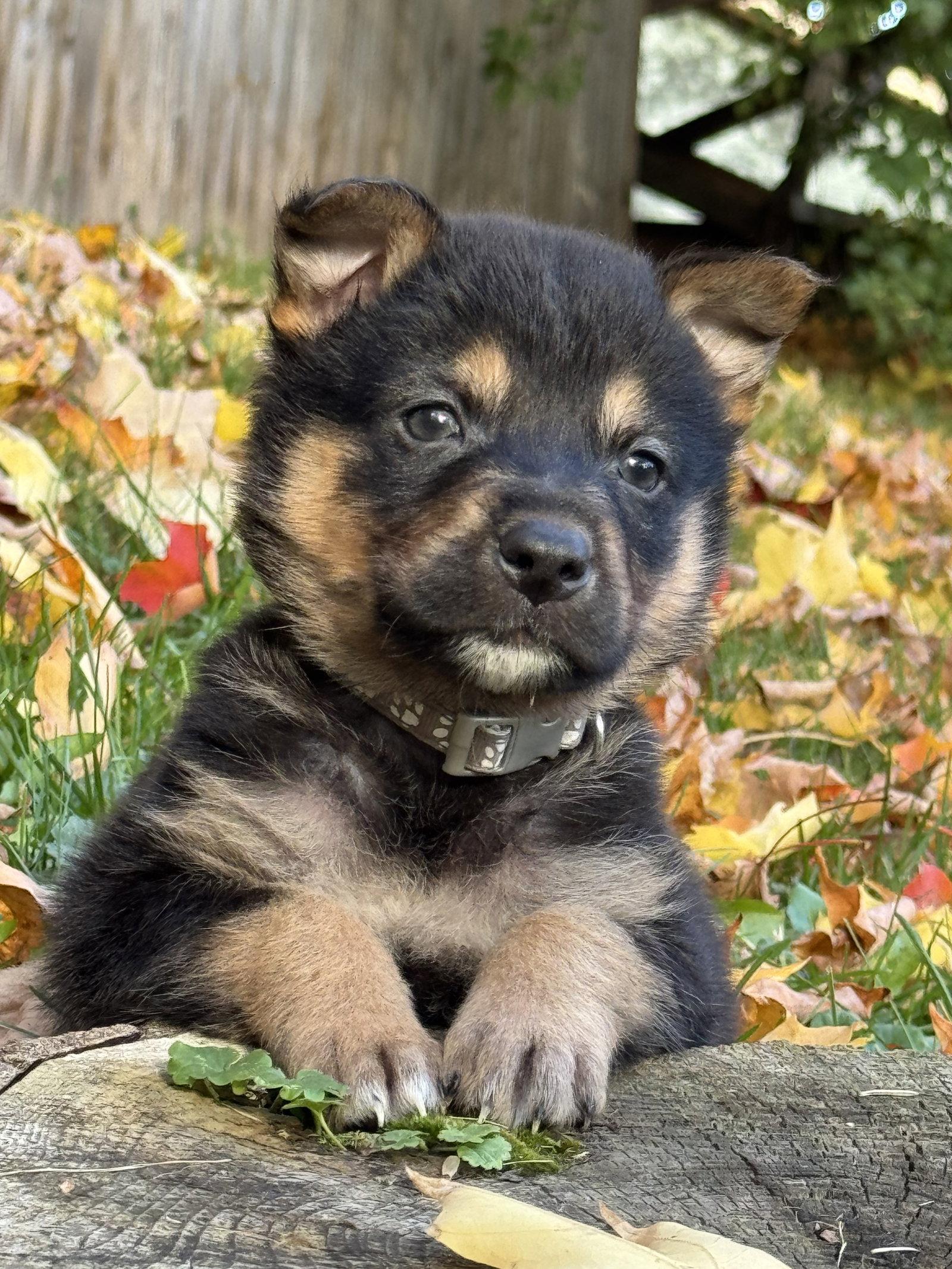 Enlarge Edward, a Adoptable Shepherd in Duluth, MN image 3/3