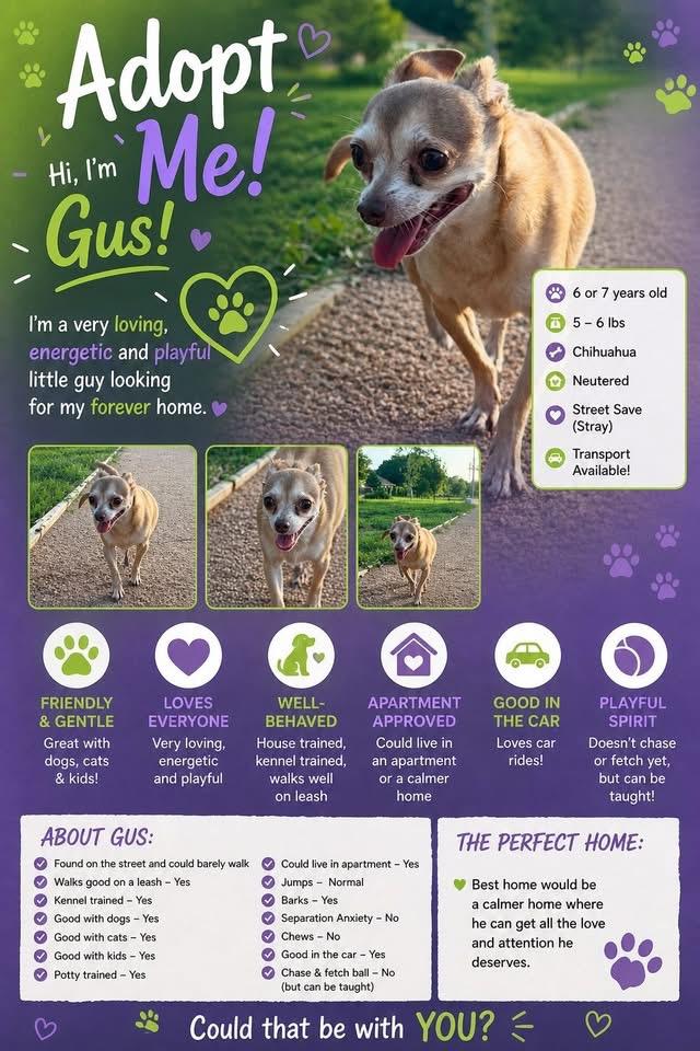 Enlarge Gus, a Adoptable Chihuahua in San Antonio, TX image 1/1