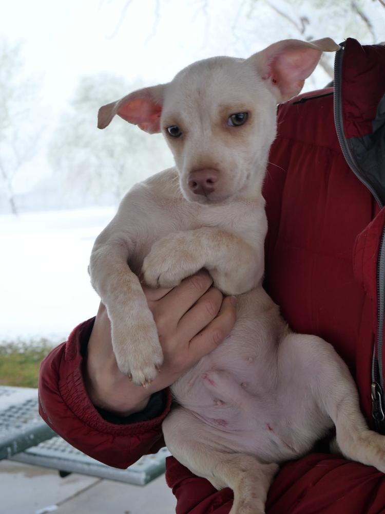 White Chocolate, a Adoptable mixed breed in Boulder, CO image 1/5