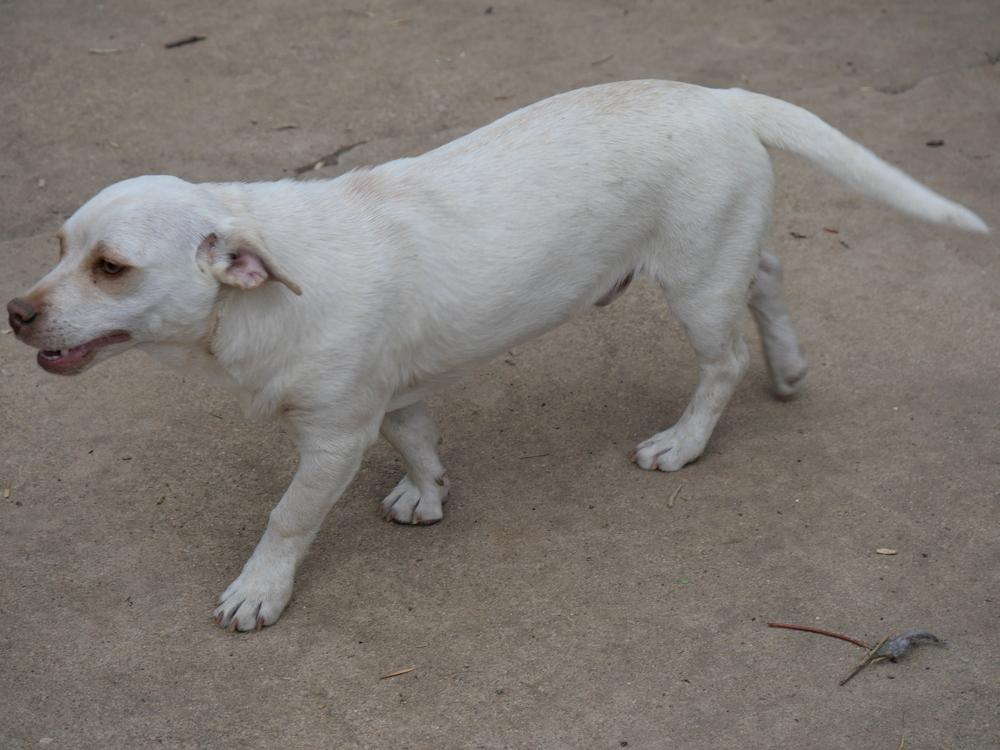 White Chocolate, a Adoptable mixed breed in Boulder, CO image 2/6