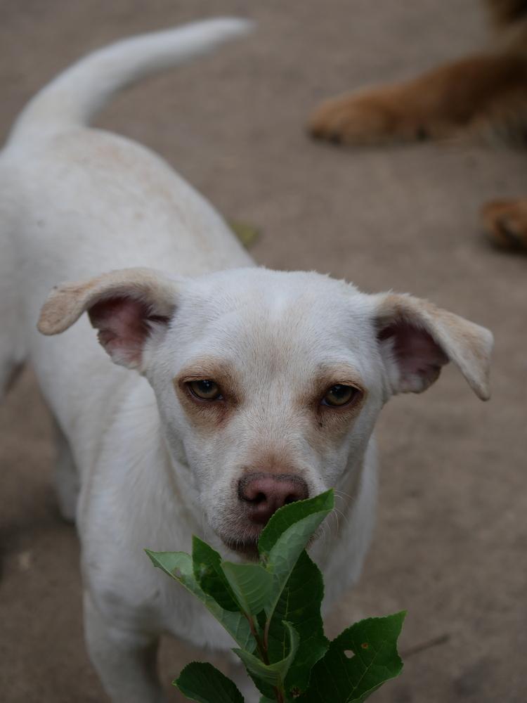 White Chocolate, a Adoptable mixed breed in Boulder, CO image 3/6