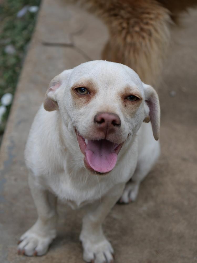 White Chocolate, a Adoptable mixed breed in Boulder, CO image 1/6