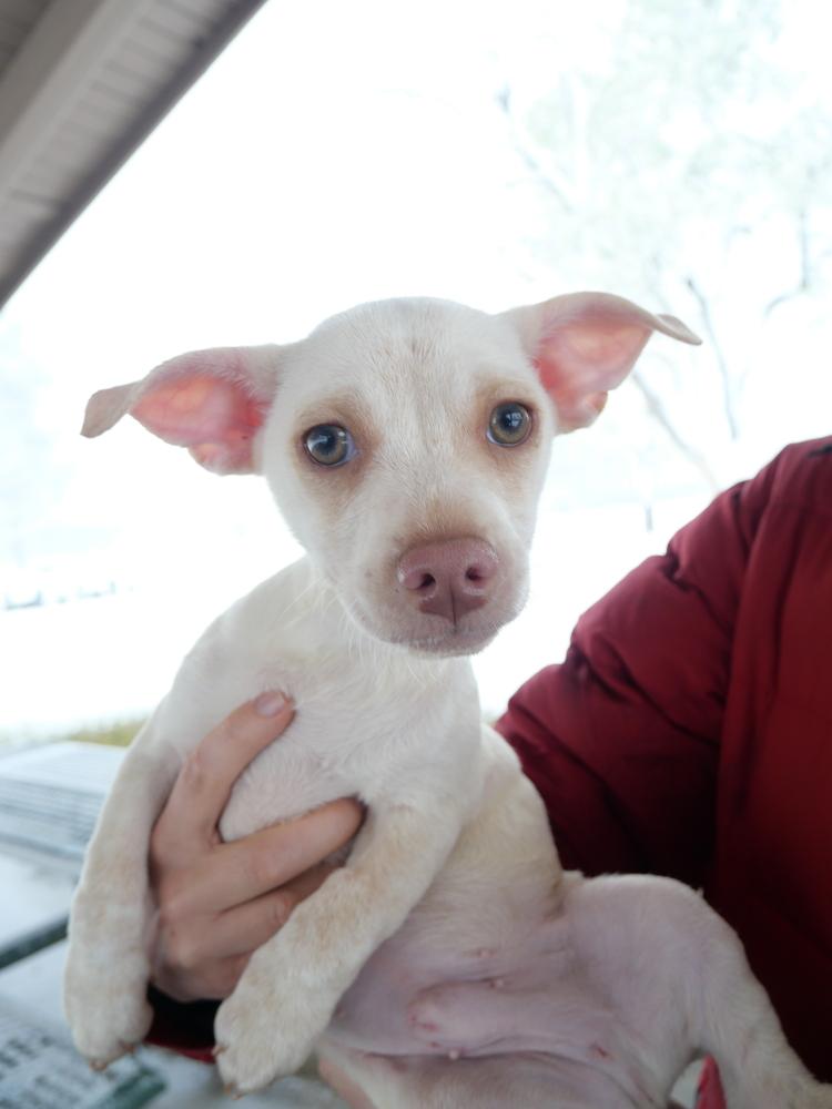 White Chocolate, a Adoptable mixed breed in Boulder, CO image 2/5
