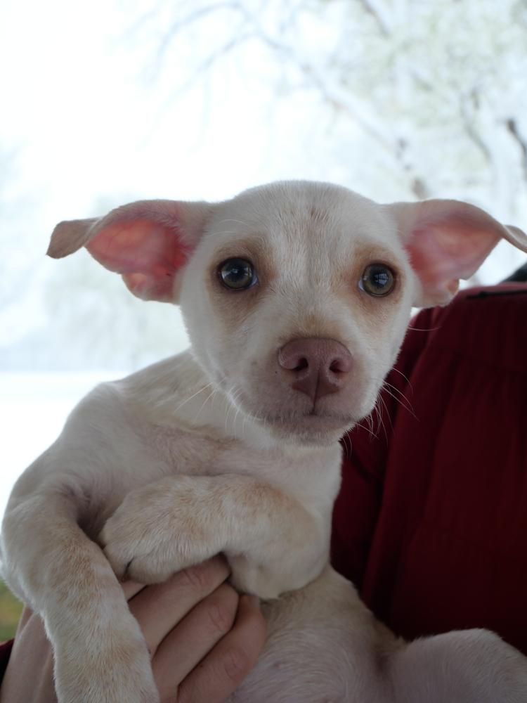 White Chocolate, a Adoptable mixed breed in Boulder, CO image 3/5