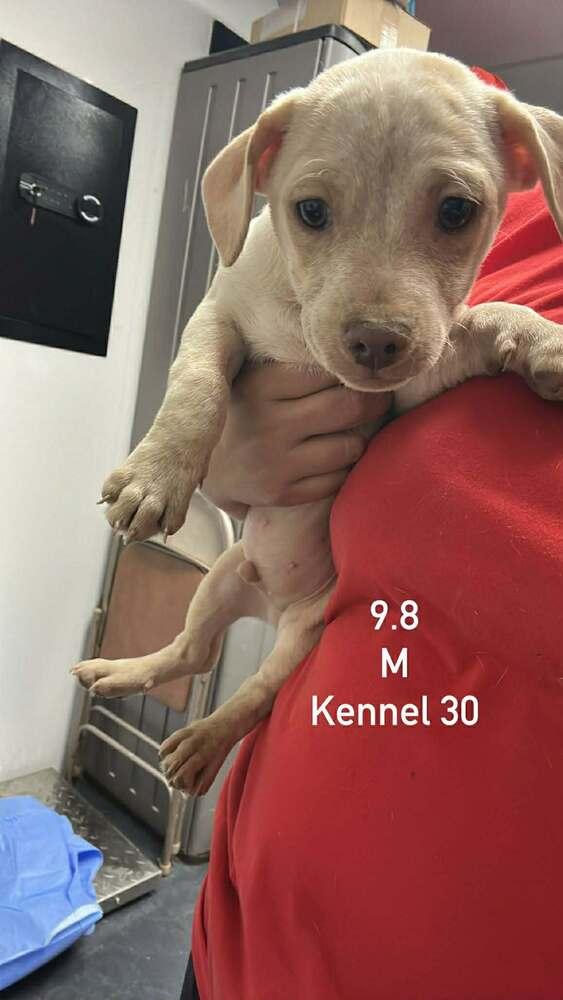 White Chocolate, Adoptable, Puppy Male Dachshund & Jack Russell Terrier.