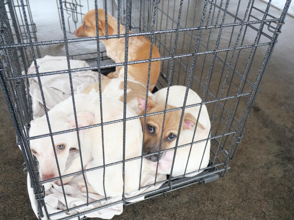White Chocolate, a Adoptable mixed breed in Boulder, CO image 4/5