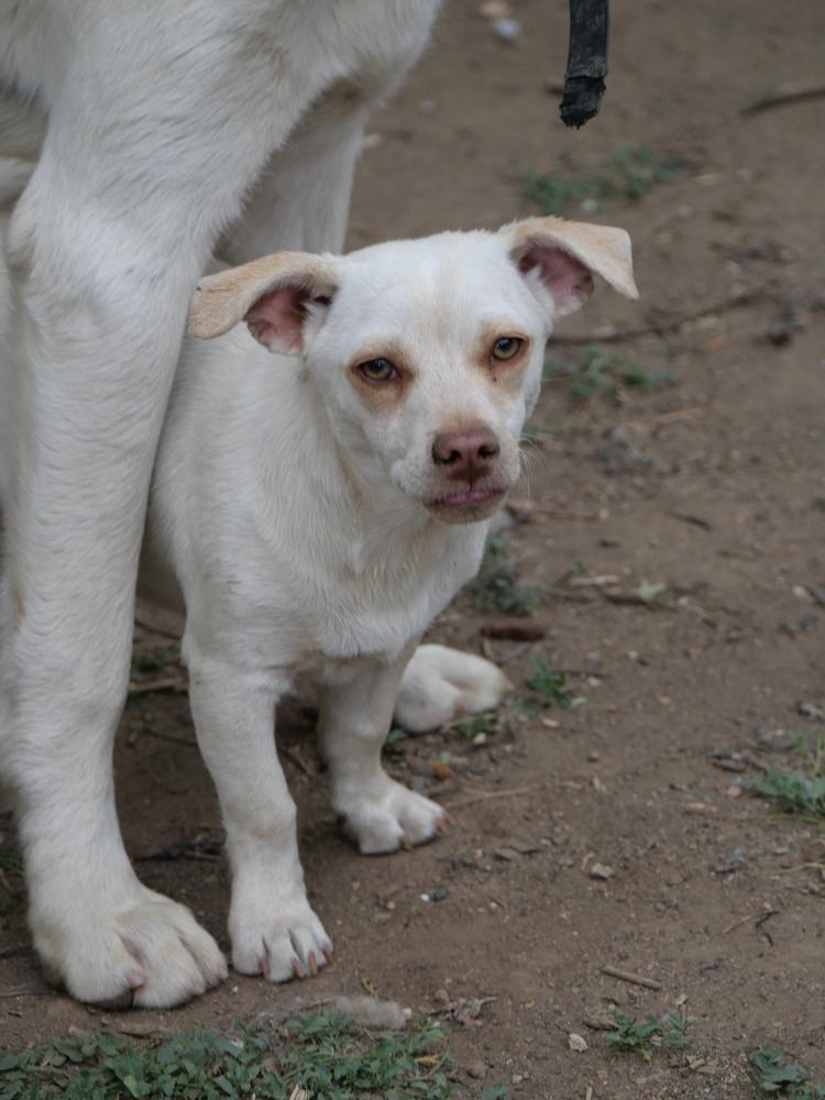 White Chocolate, a Adoptable mixed breed in Boulder, CO image 6/6