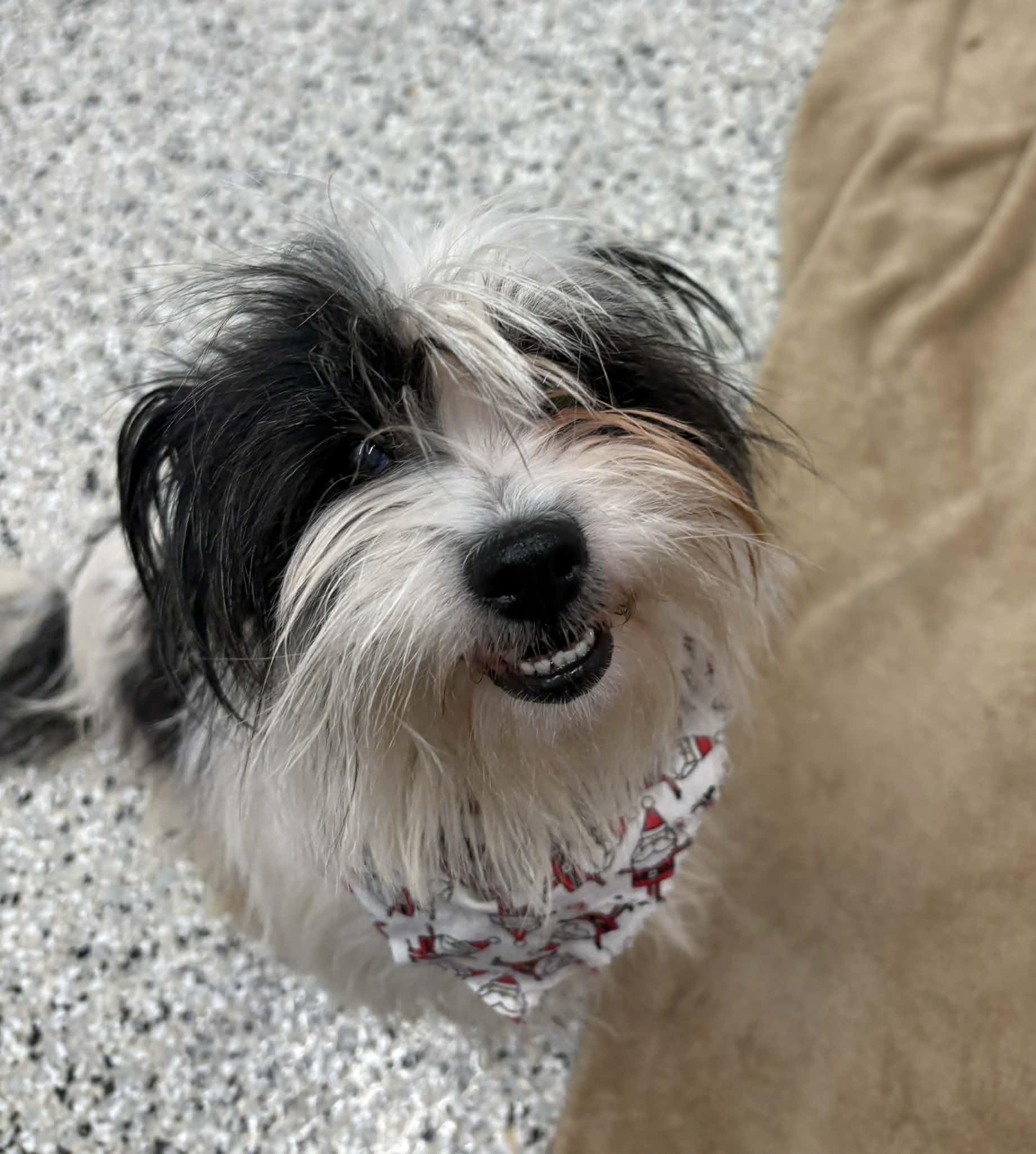 Frost, Adoptable, Young Female Shih Tzu & Mixed Breed.