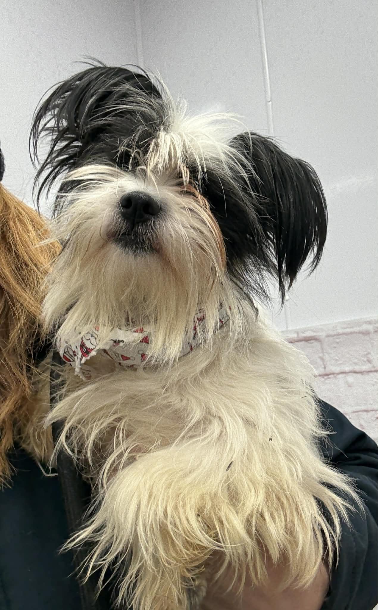 Enlarge Frost, a Adoptable mixed breed in Oxford, MI image 2/3