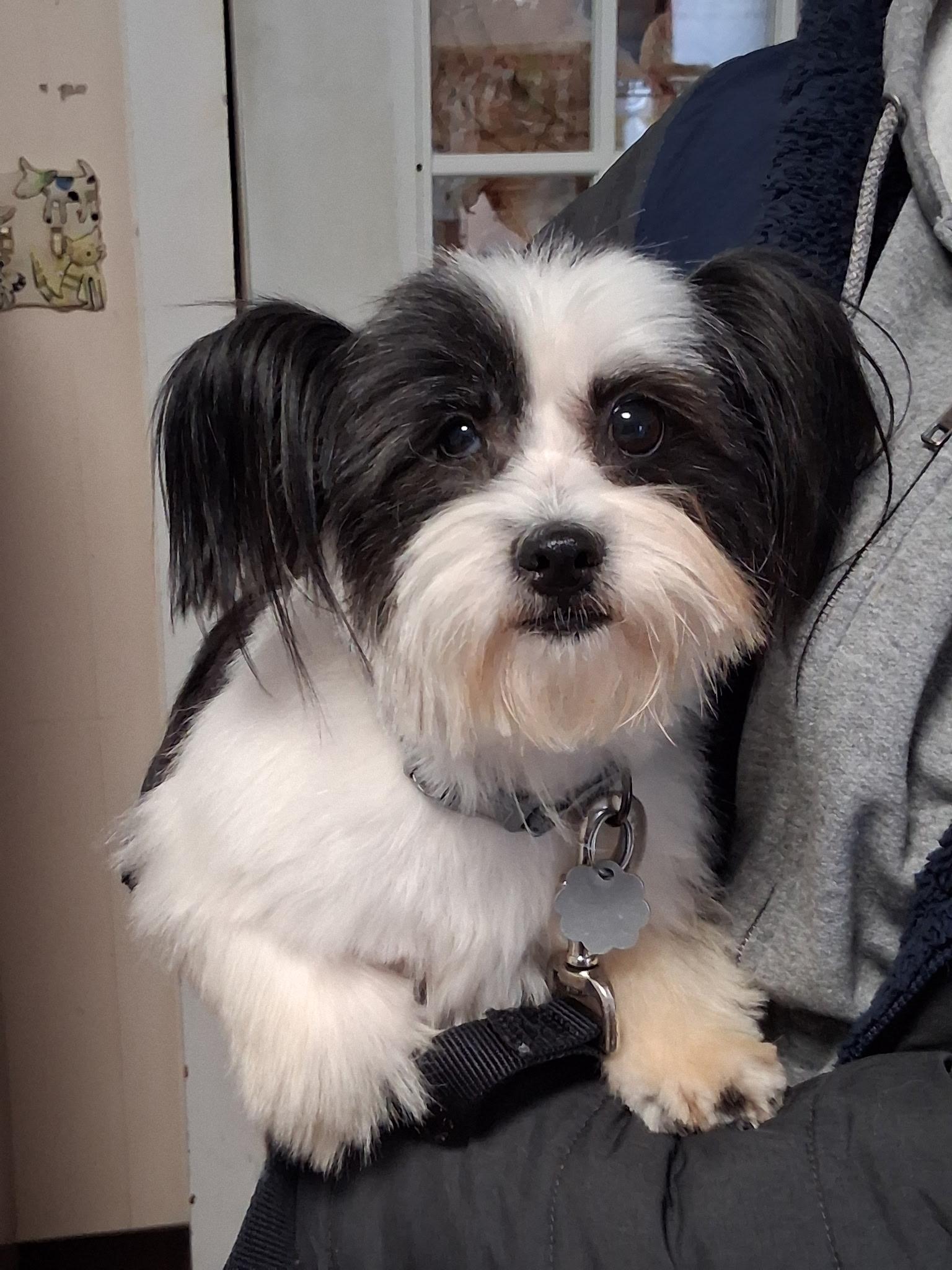 Enlarge Frost, a Adoptable mixed breed in Oxford, MI image 3/3