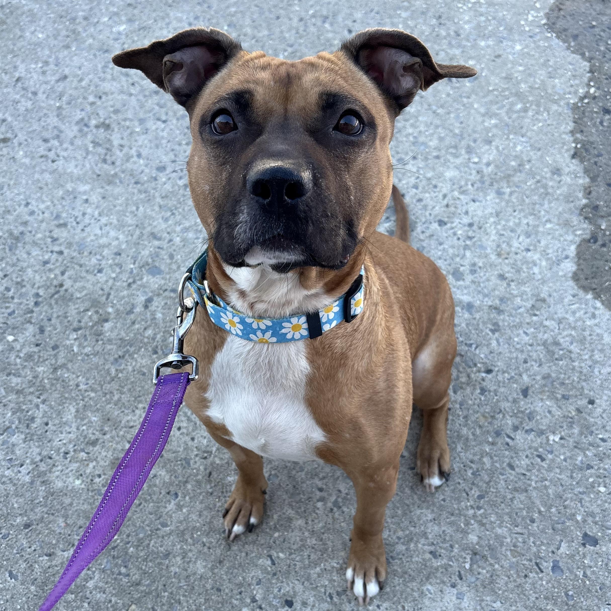 Bay, ADOPTABLE, Adult Female Pit Bull Terrier.