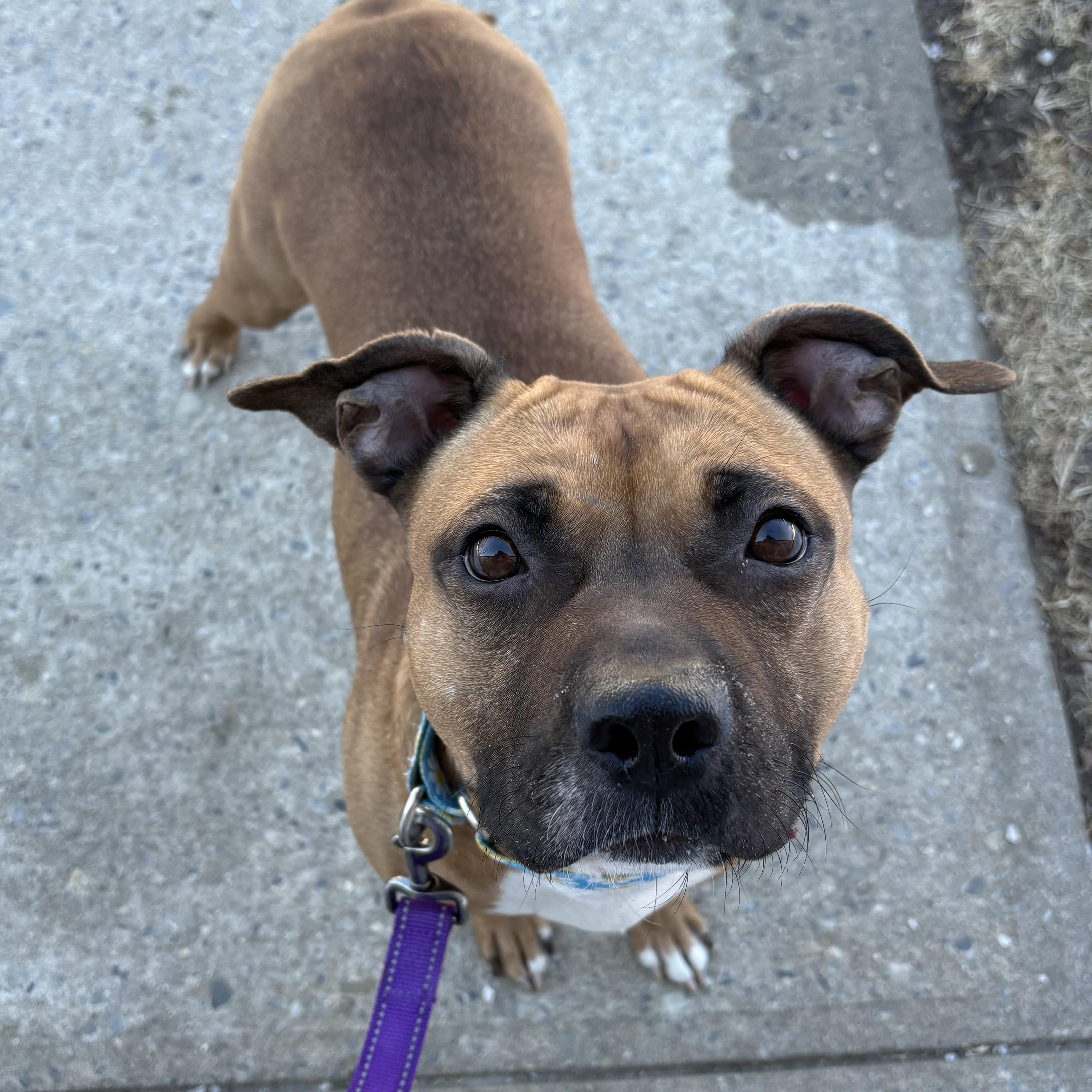 Enlarge Bay, a ADOPTABLE mixed breed in Eatontown, NJ image 4/6