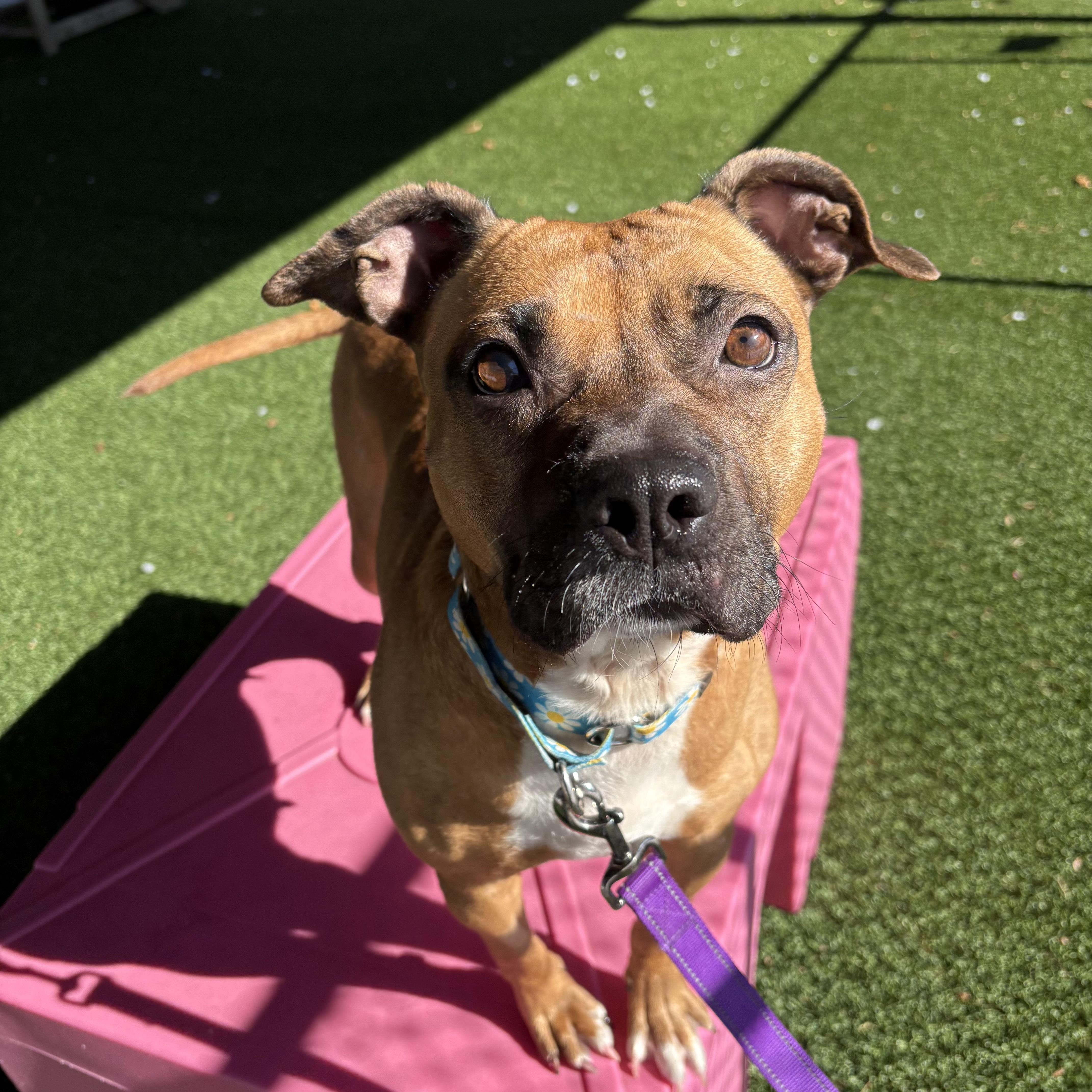 Enlarge Bay, a ADOPTABLE mixed breed in Eatontown, NJ image 2/6