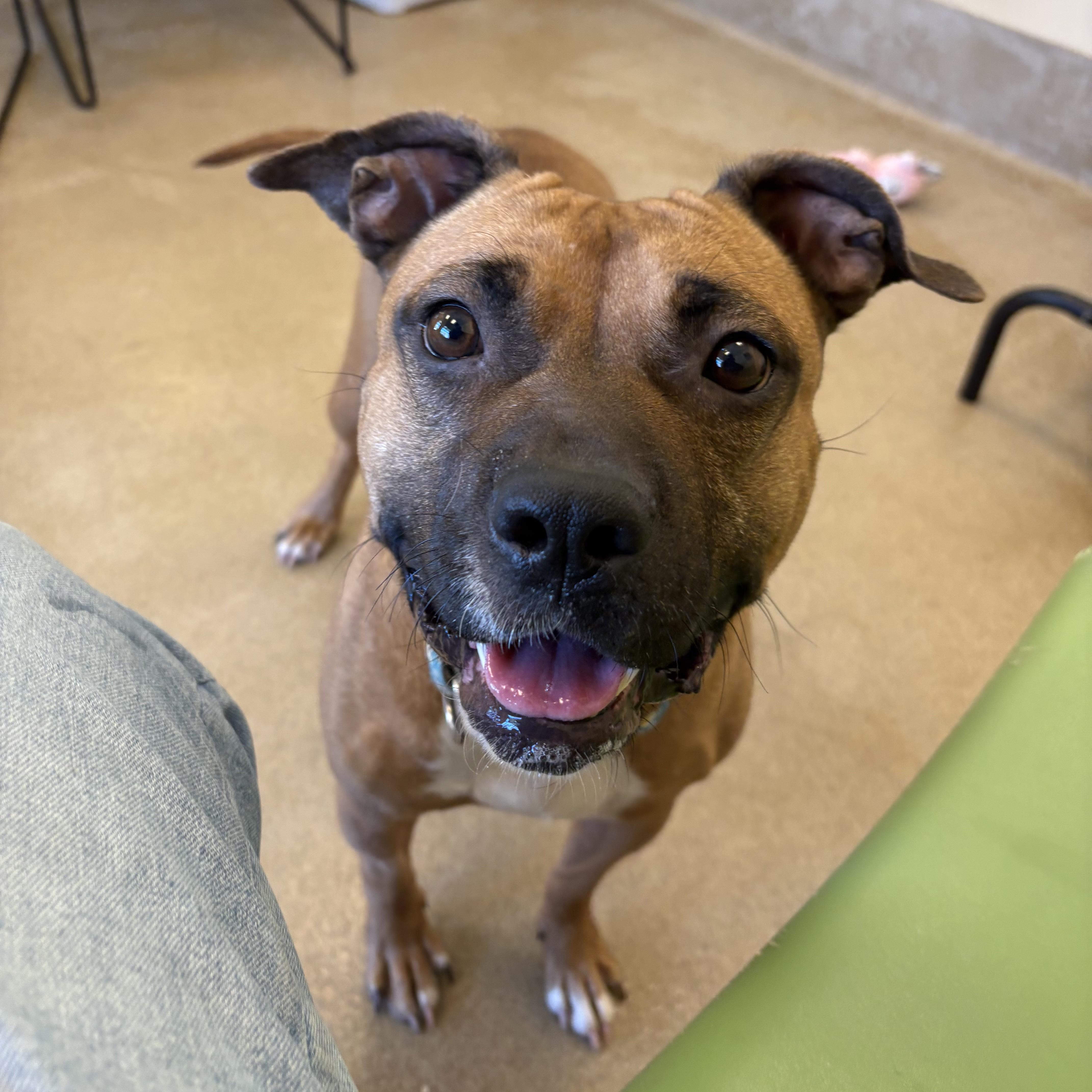 Enlarge Bay, a ADOPTABLE mixed breed in Eatontown, NJ image 3/6