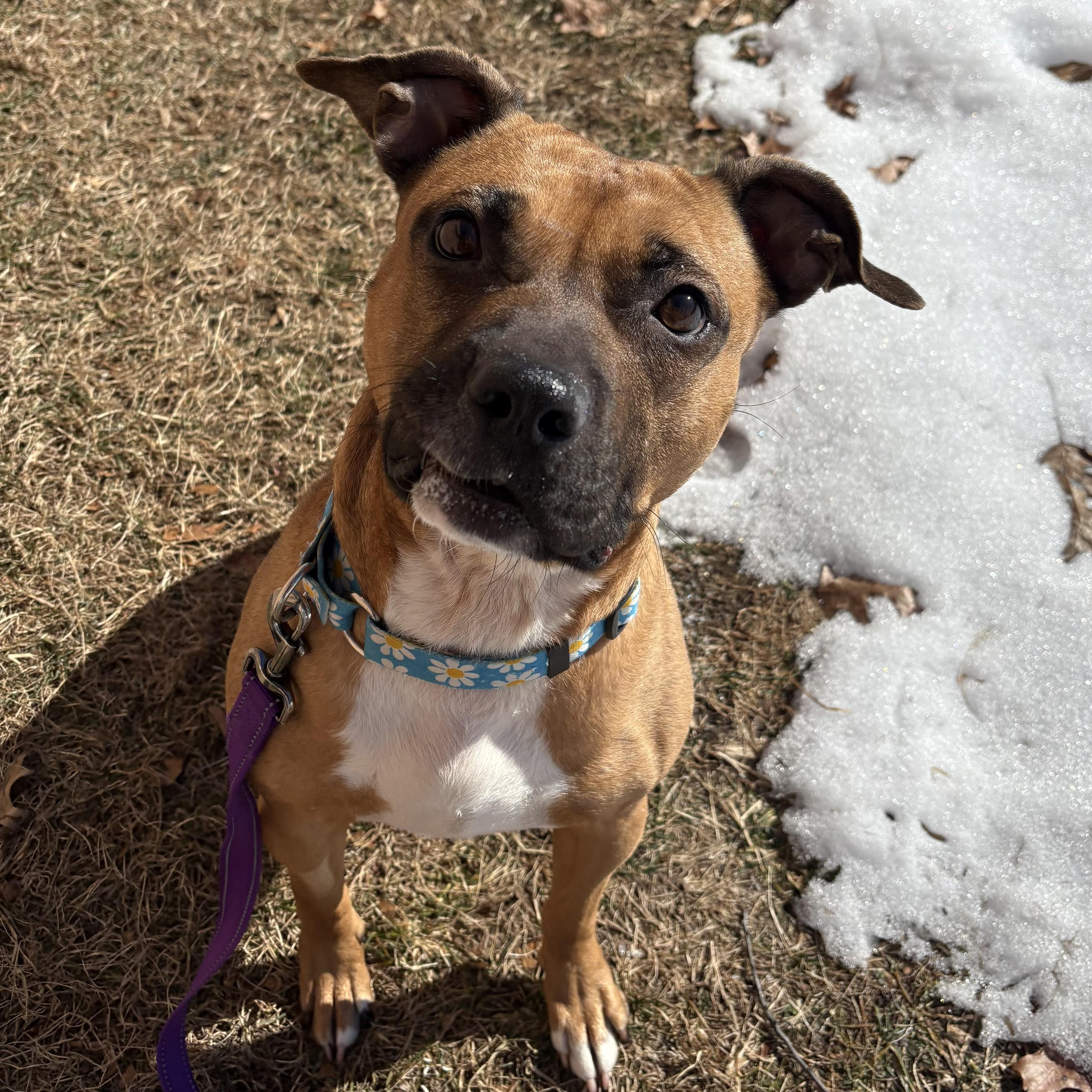 Enlarge Bay, a ADOPTABLE mixed breed in Eatontown, NJ image 5/6