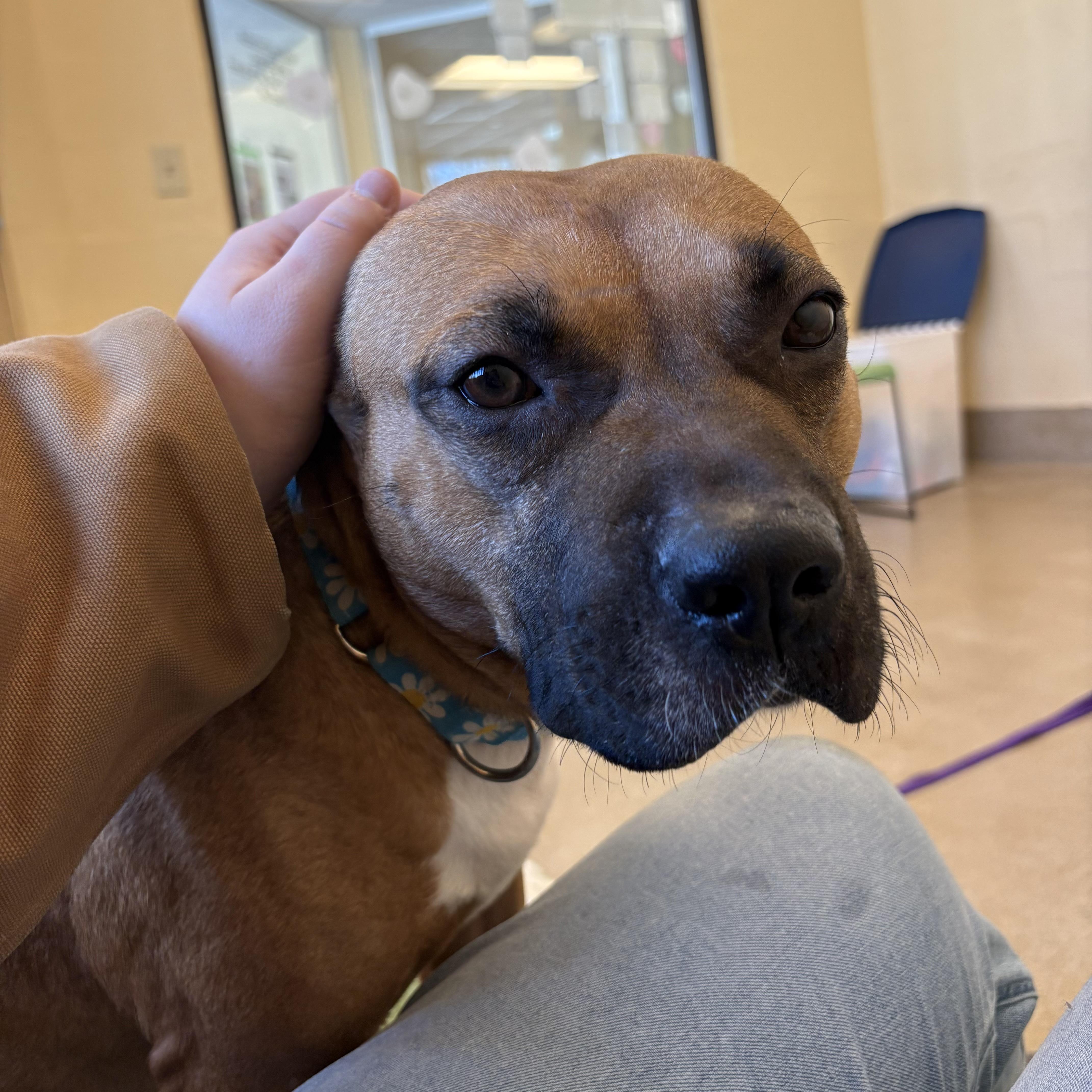 Enlarge Bay, a ADOPTABLE mixed breed in Eatontown, NJ image 6/6