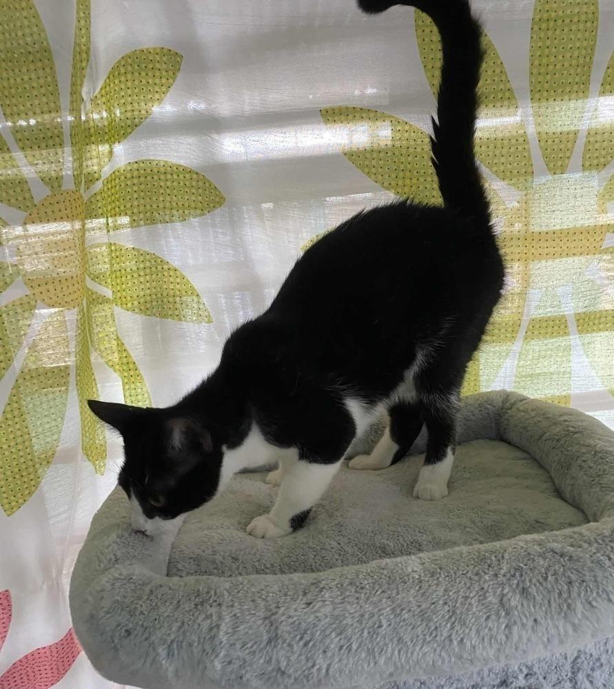 Enlarge Pamela, a Adoptable Domestic Short Hair in New Bedford, MA image 1/6