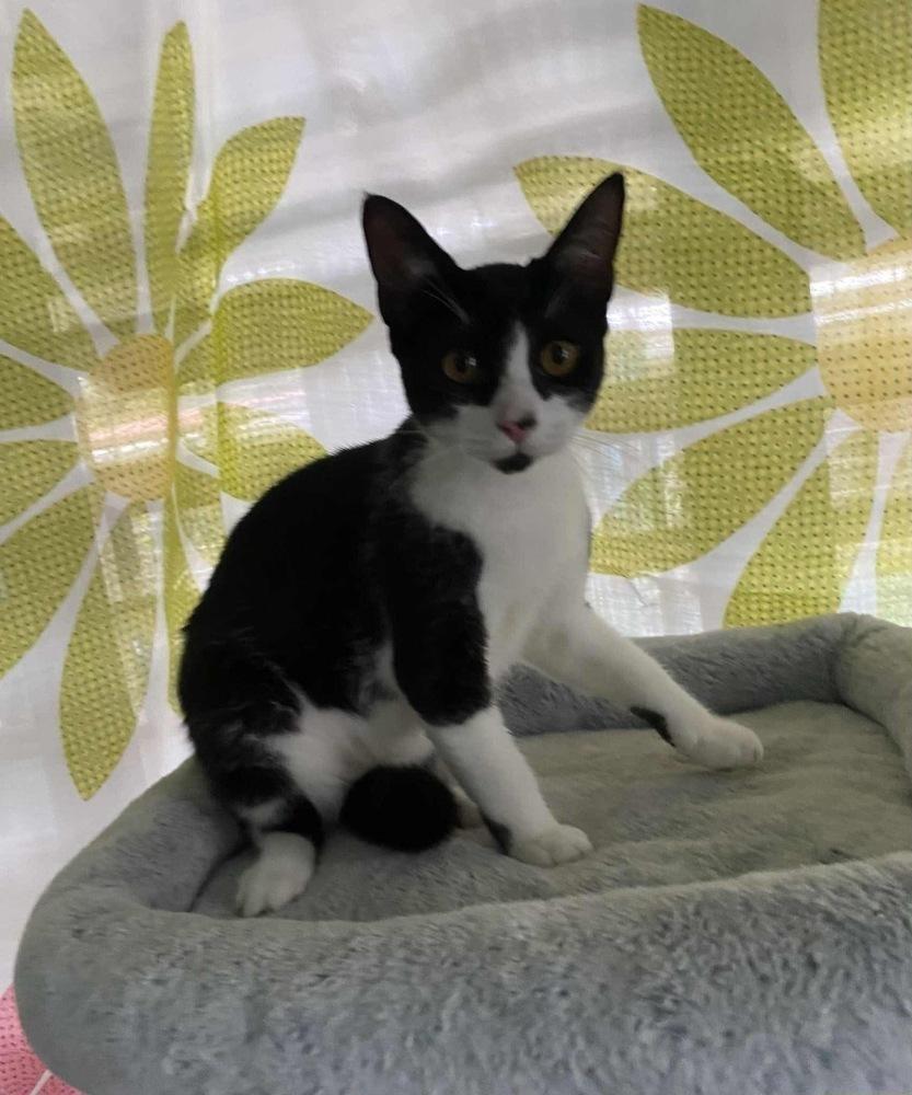 Enlarge Pamela, a Adoptable Domestic Short Hair in New Bedford, MA image 2/6