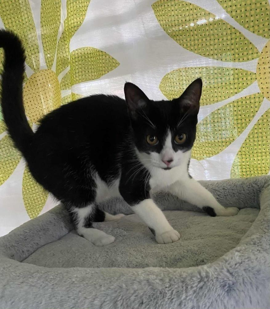 Enlarge Pamela, a Adoptable Domestic Short Hair in New Bedford, MA image 3/6