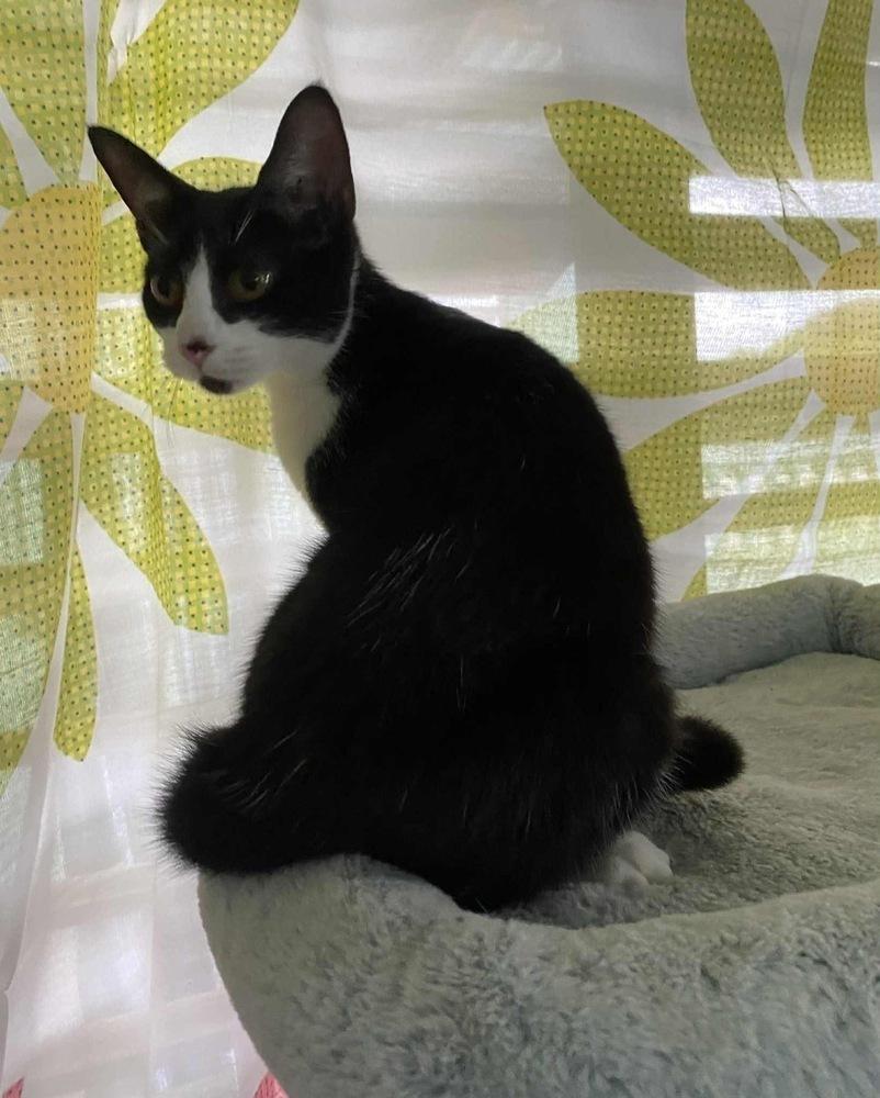 Enlarge Pamela, a Adoptable Domestic Short Hair in New Bedford, MA image 4/6