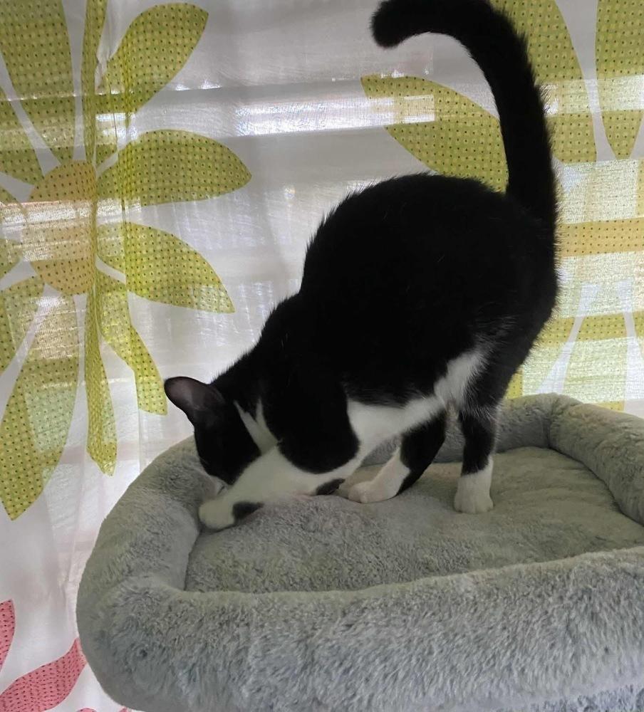 Enlarge Pamela, a Adoptable Domestic Short Hair in New Bedford, MA image 6/6