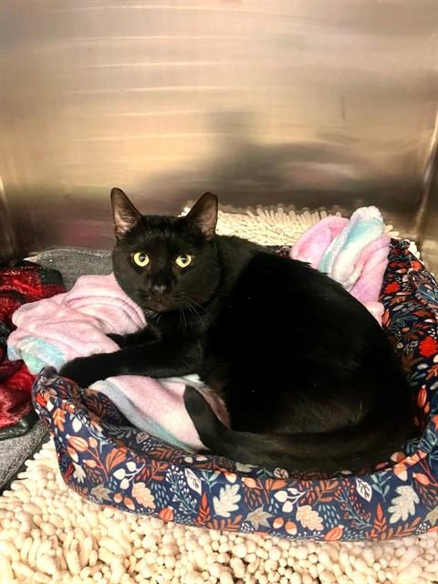 Enlarge ROUX, a Adoptable Domestic Short Hair in Brewster, MA image 1/1