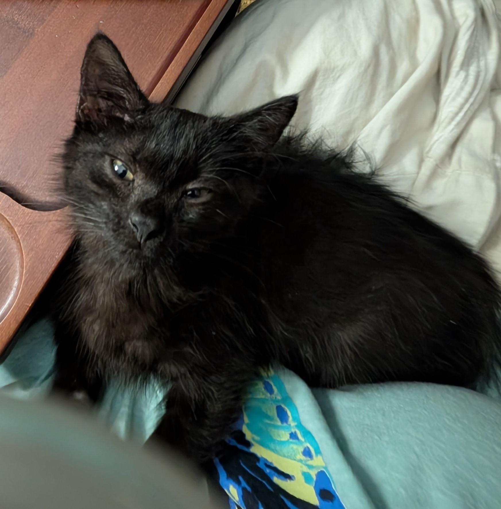 Enlarge Ozzy, a Adoptable Domestic Long Hair in Avon, NY image 1/1