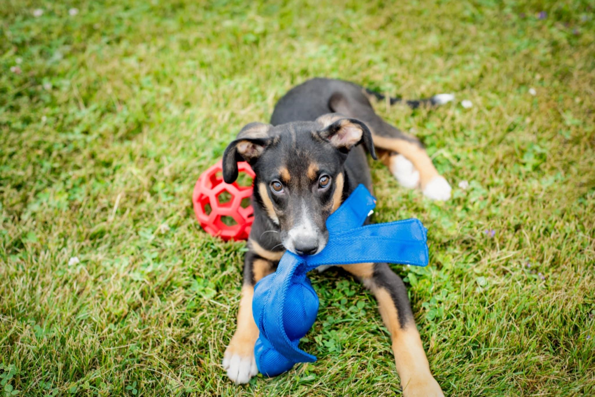 Pepper is in Maine, Baby Female unknown