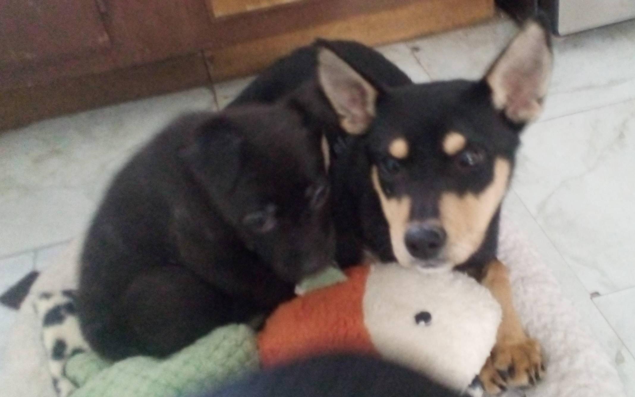 Enlarge Amigo, an adopted mixed breed in South Royalton, VT image 3/3