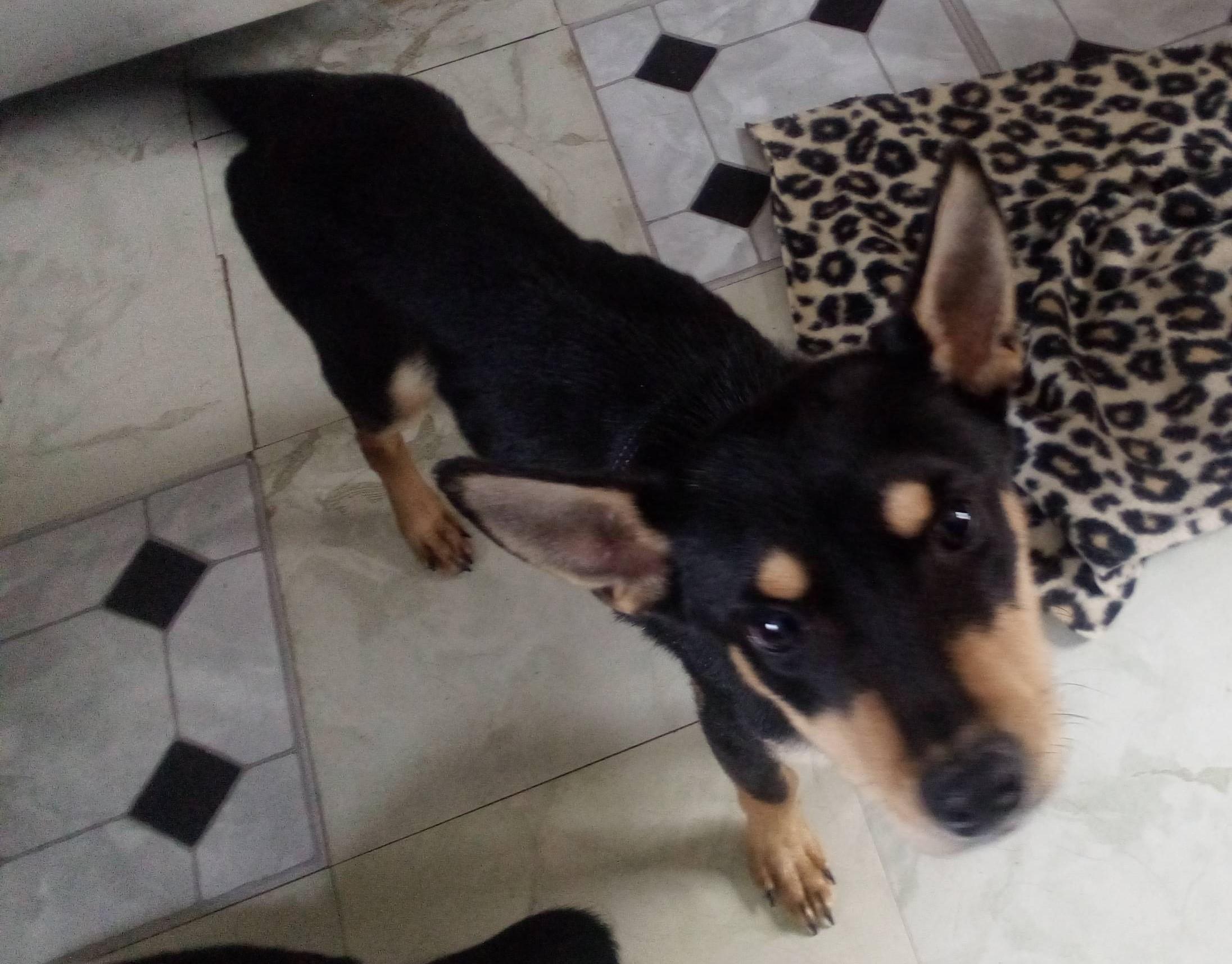 Enlarge Amigo, an adopted mixed breed in South Royalton, VT image 2/3