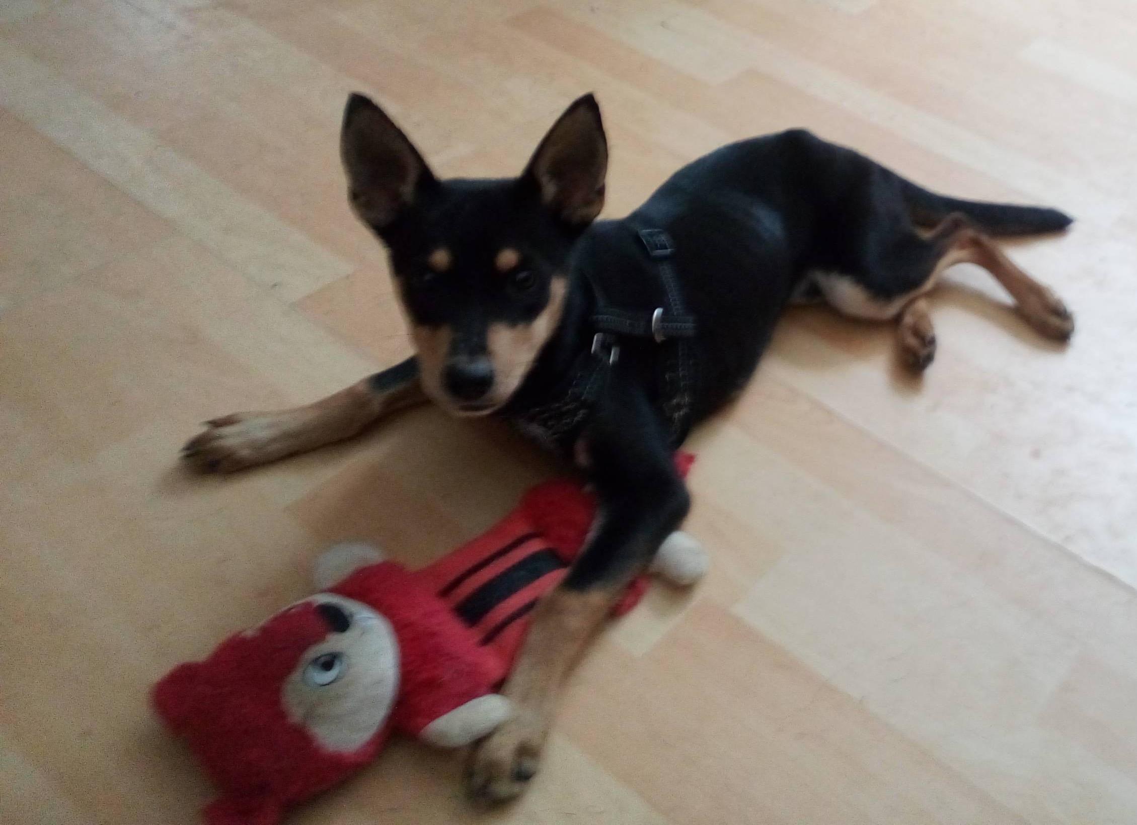 Amigo, ADOPTABLE, Puppy Male Terrier.