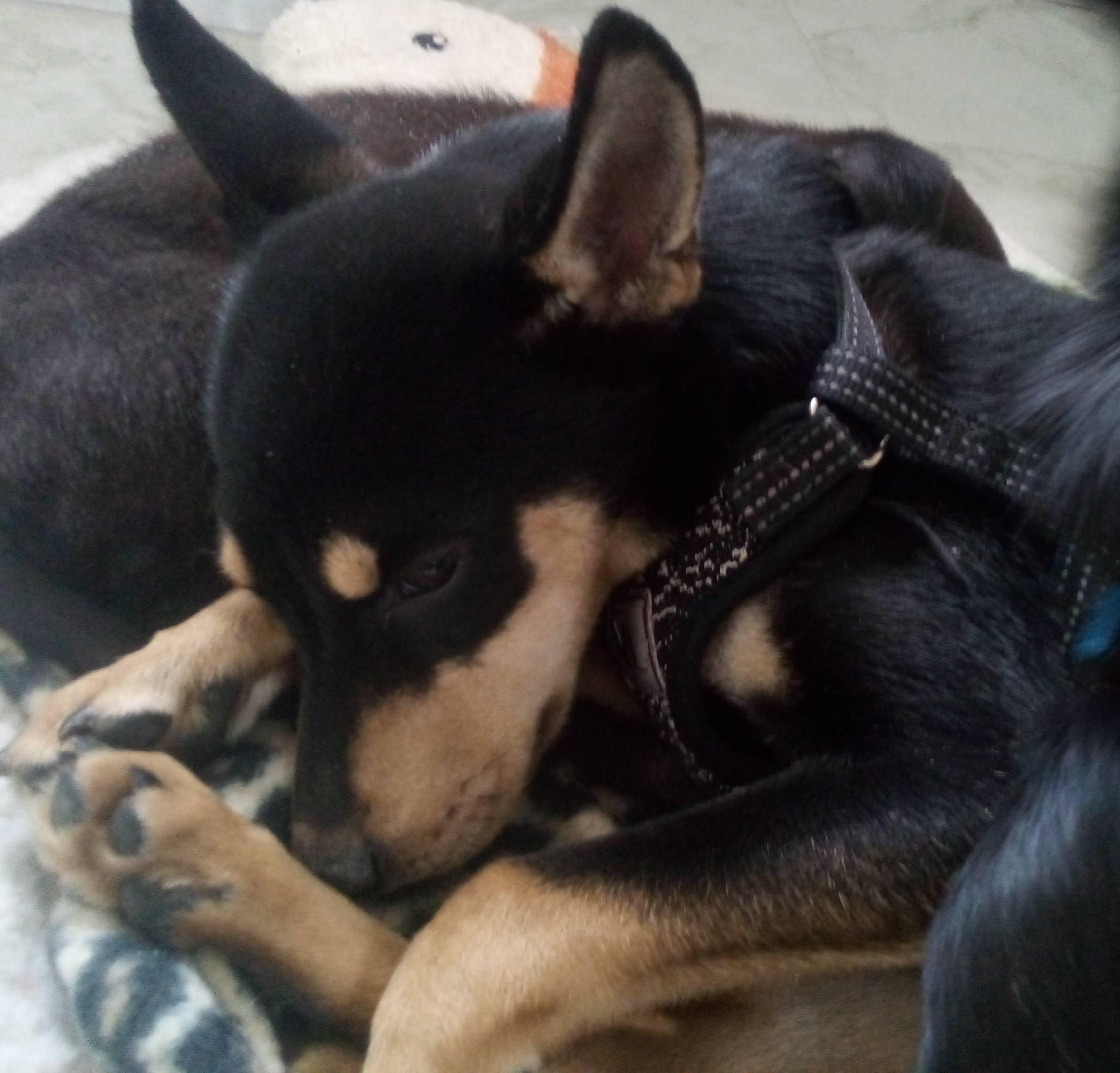 Amigo, adopted, Puppy Male Terrier.