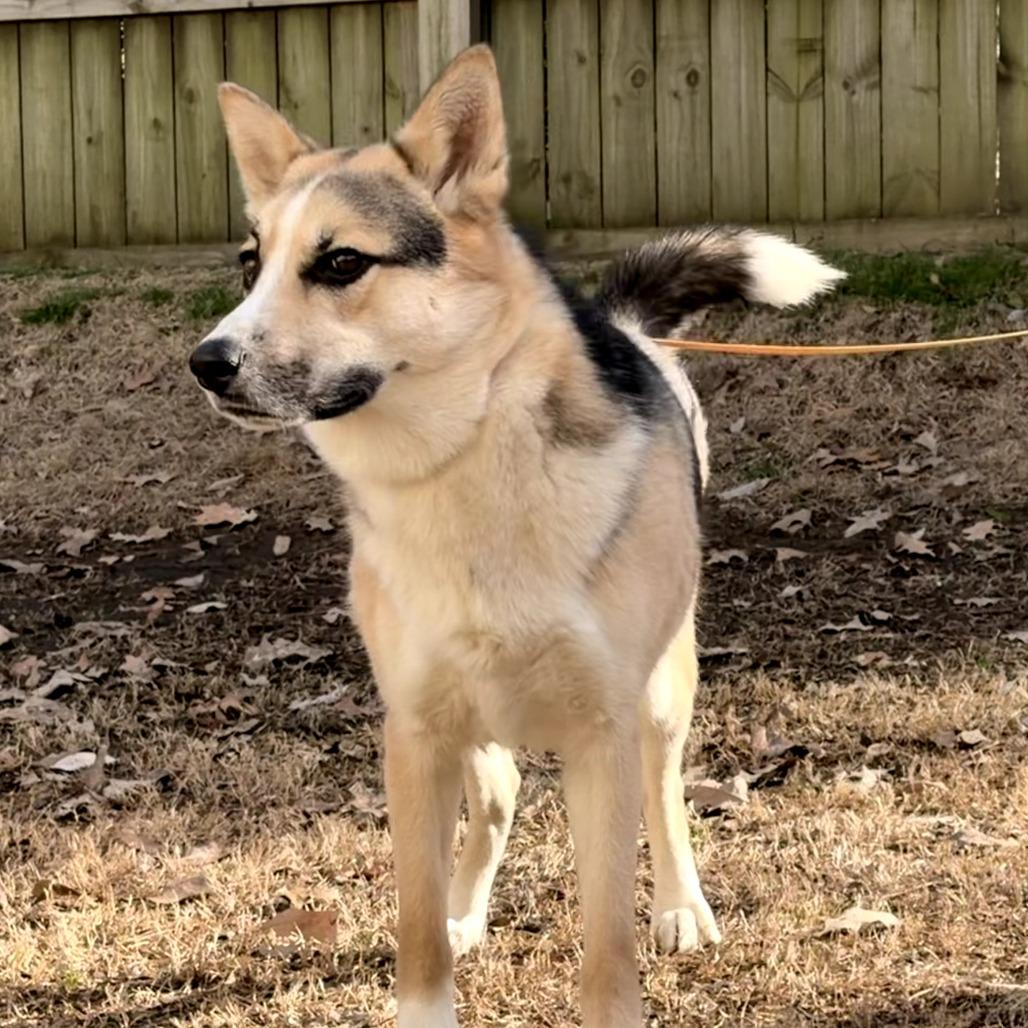 Enlarge Lucius, a Adoptable mixed breed in Memphis, TN image 1/4
