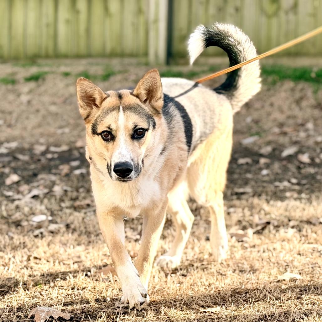 Enlarge Lucius, a Adoptable mixed breed in Memphis, TN image 2/4