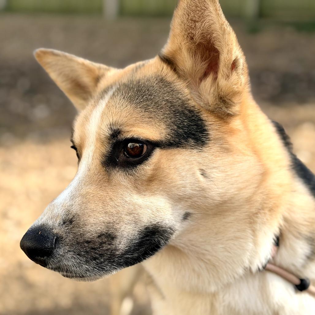 Lucius, Adoptable, Young Male Alaskan Malamute & German Shepherd Dog.