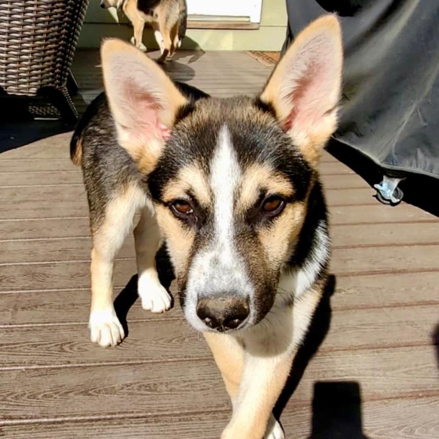 Lucius, Adoptable, Young Male Alaskan Malamute & German Shepherd Dog.