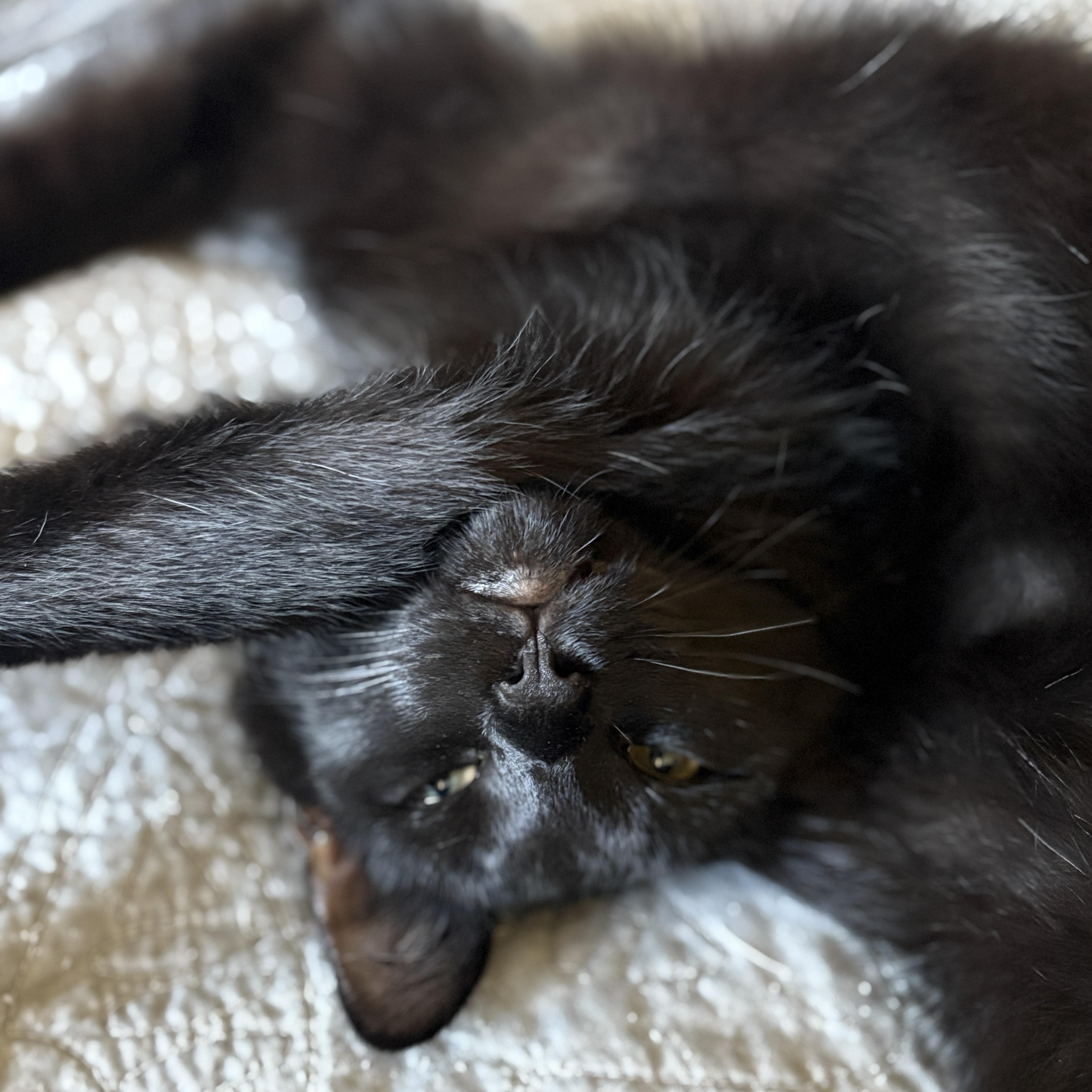 Poppy, Adoptable, Young Female Domestic Short Hair.