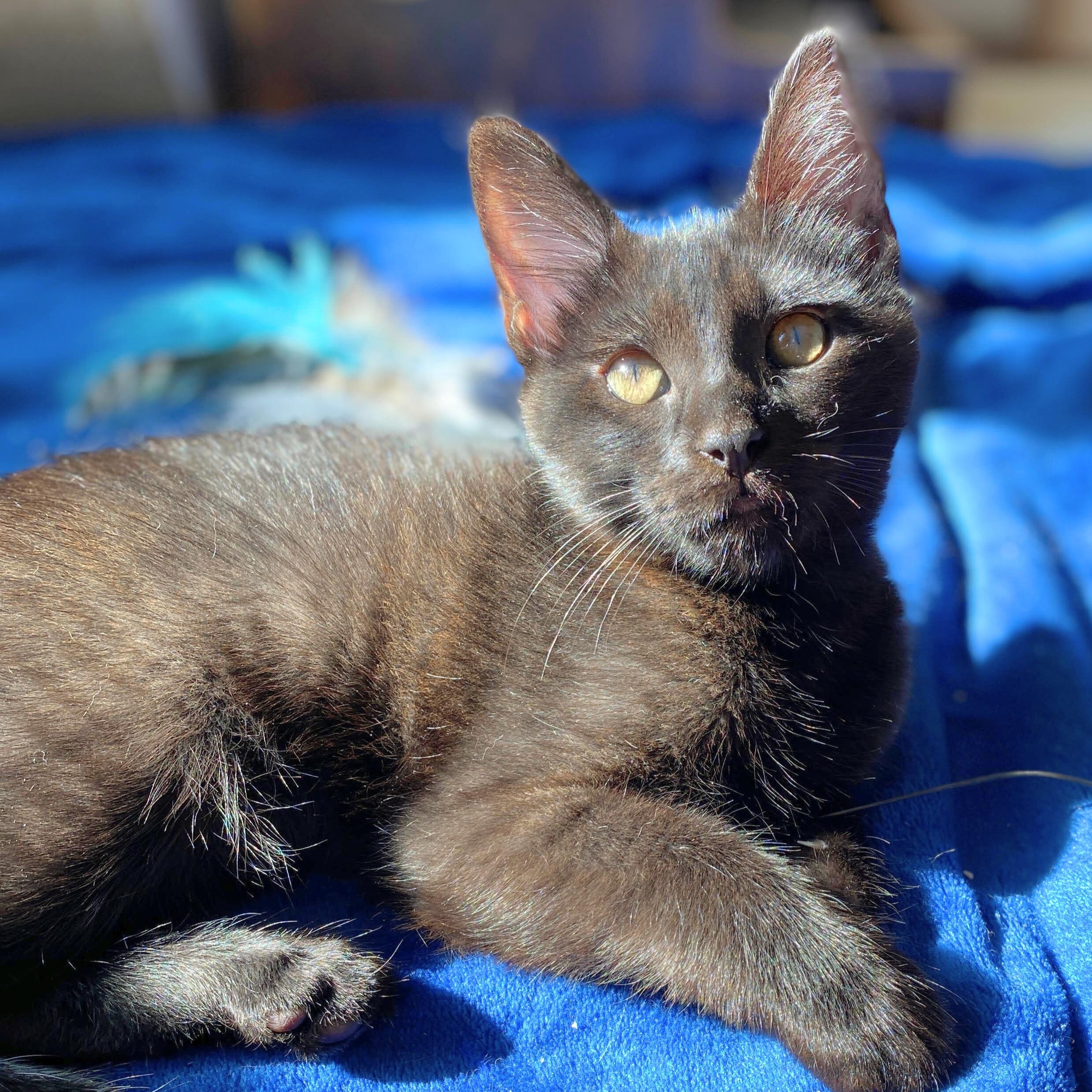 Poppy, a Adoptable mixed breed in Benicia, CA image 5/6