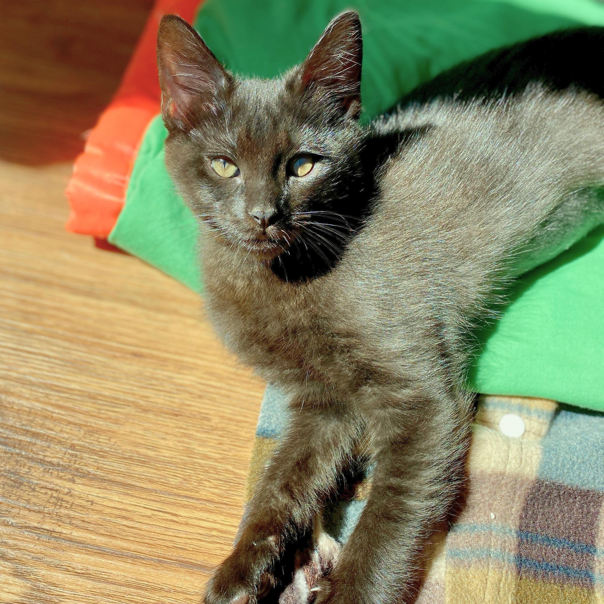 Poppy, a Adoptable mixed breed in Benicia, CA image 2/6