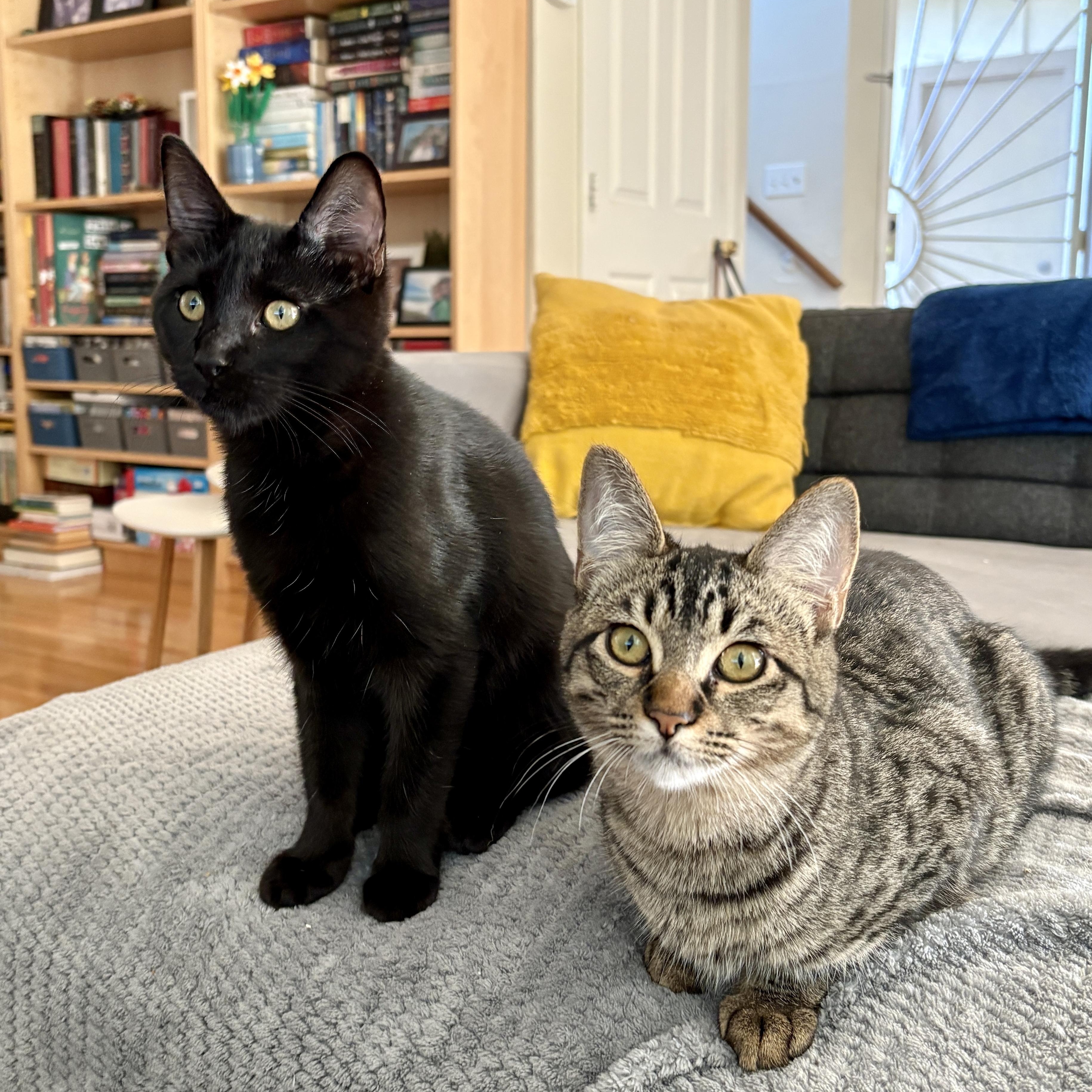 Poppy, a Adoptable mixed breed in Benicia, CA image 3/6