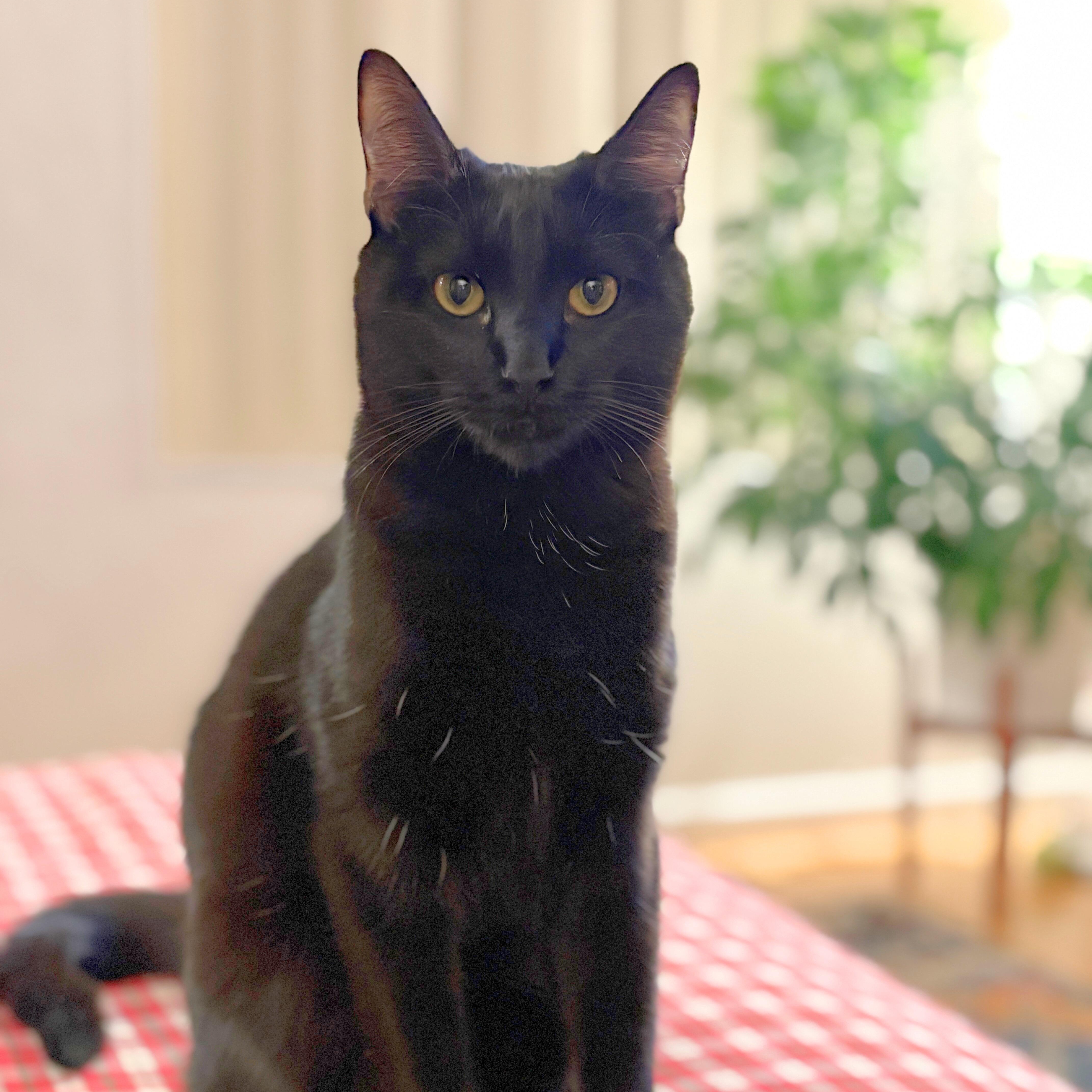 Poppy, Adoptable, Kitten Female Domestic Short Hair.